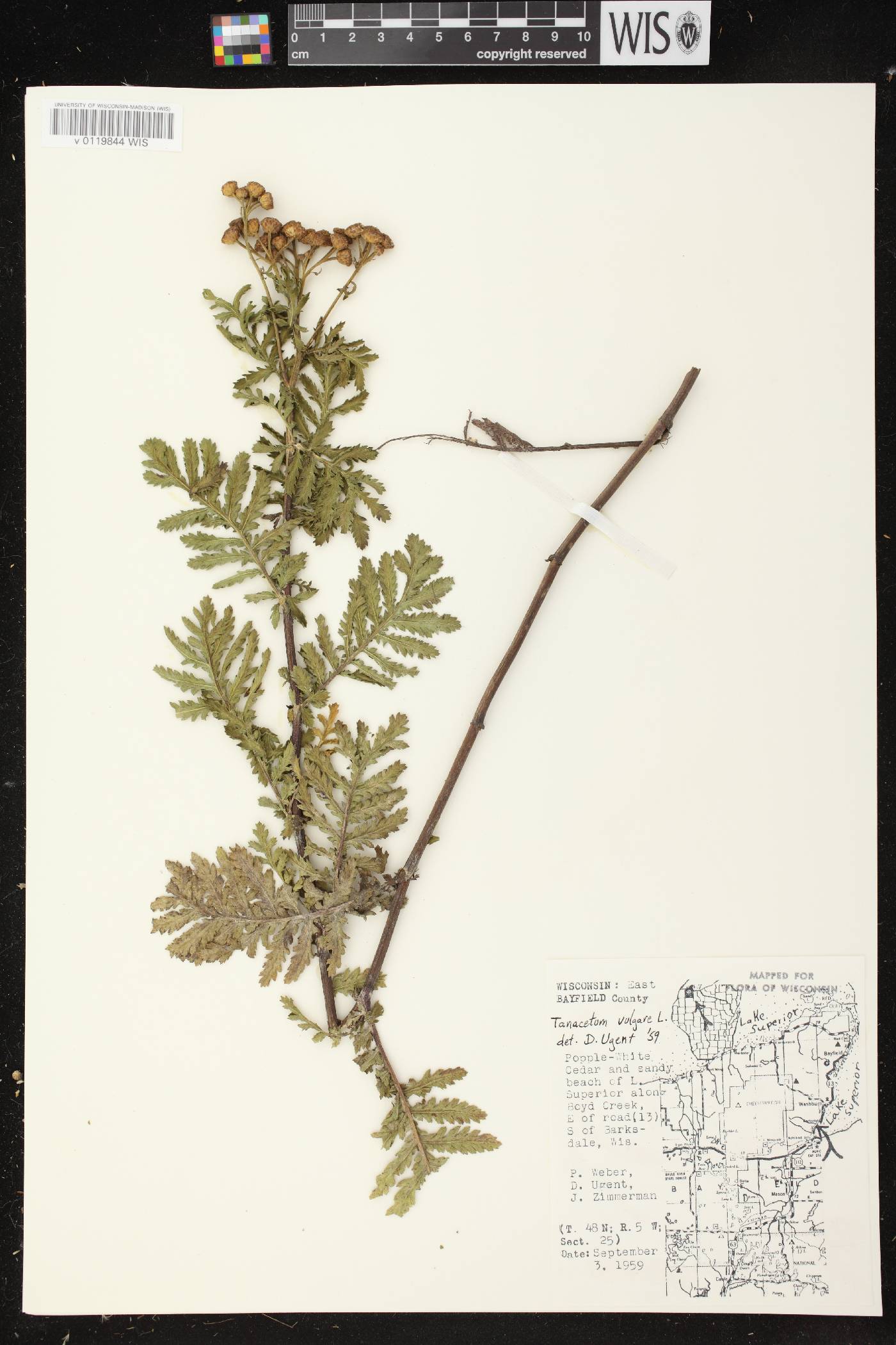 Tanacetum vulgare image
