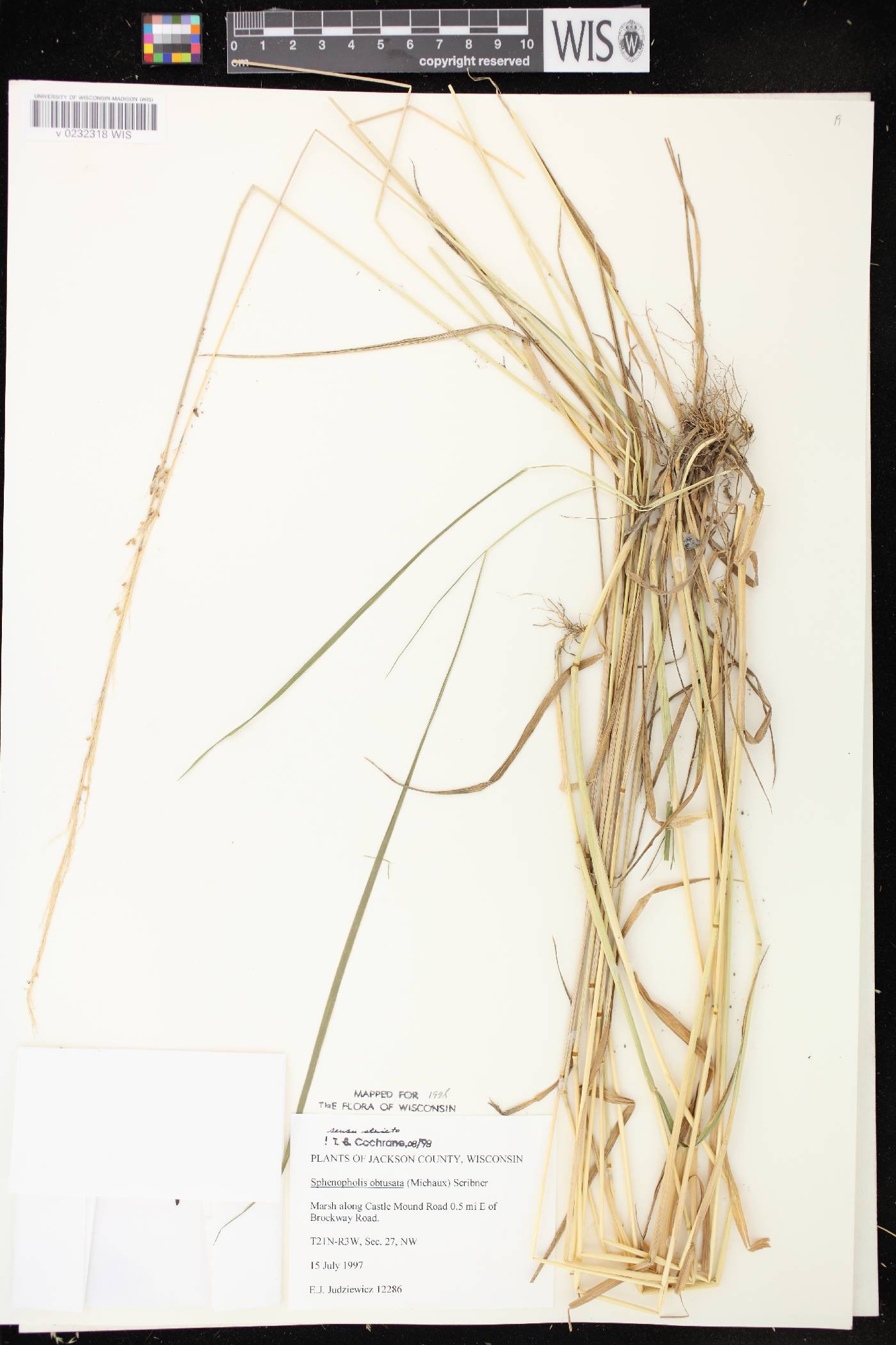 Sphenopholis obtusata image