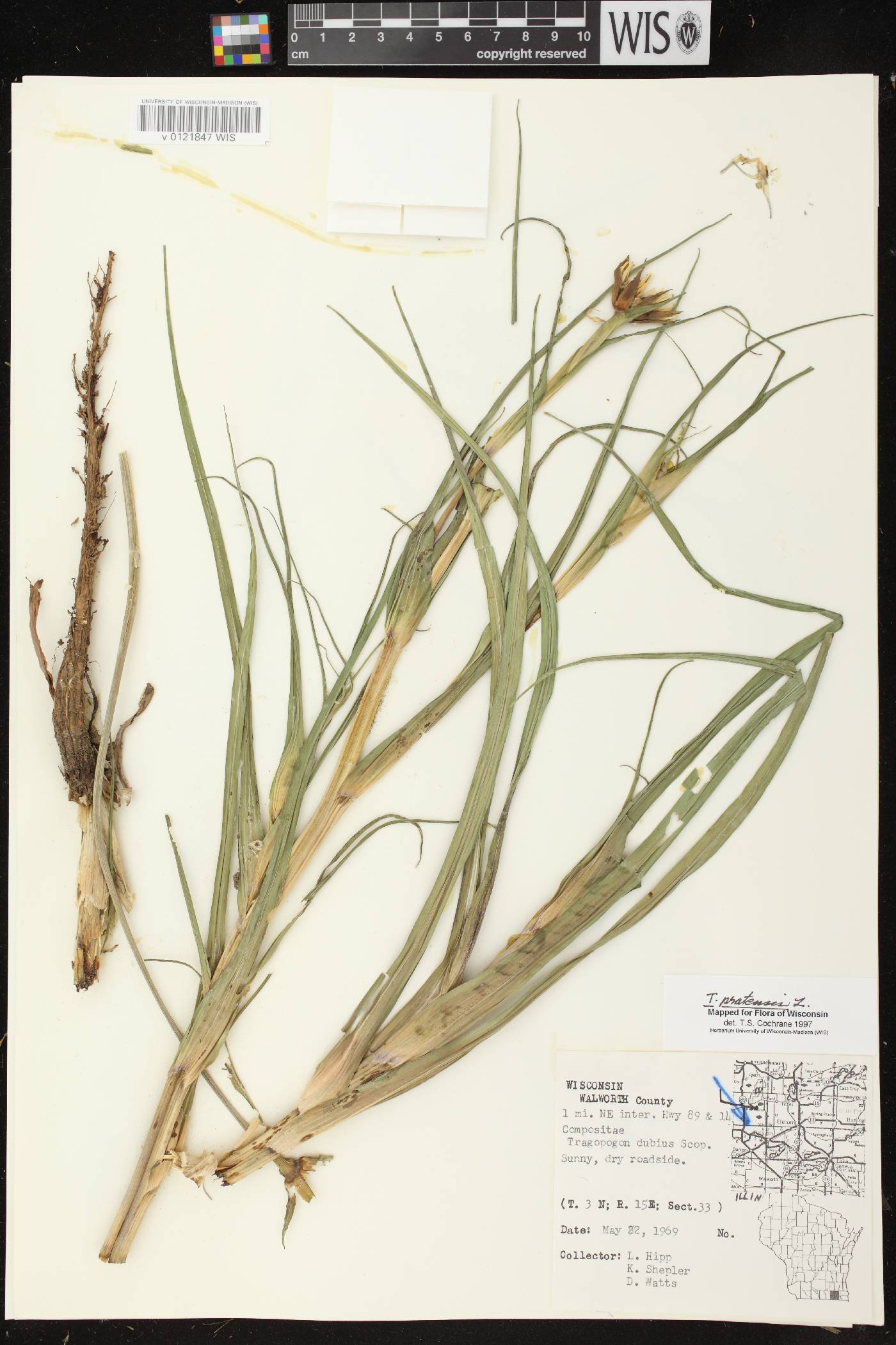 Tragopogon pratensis image