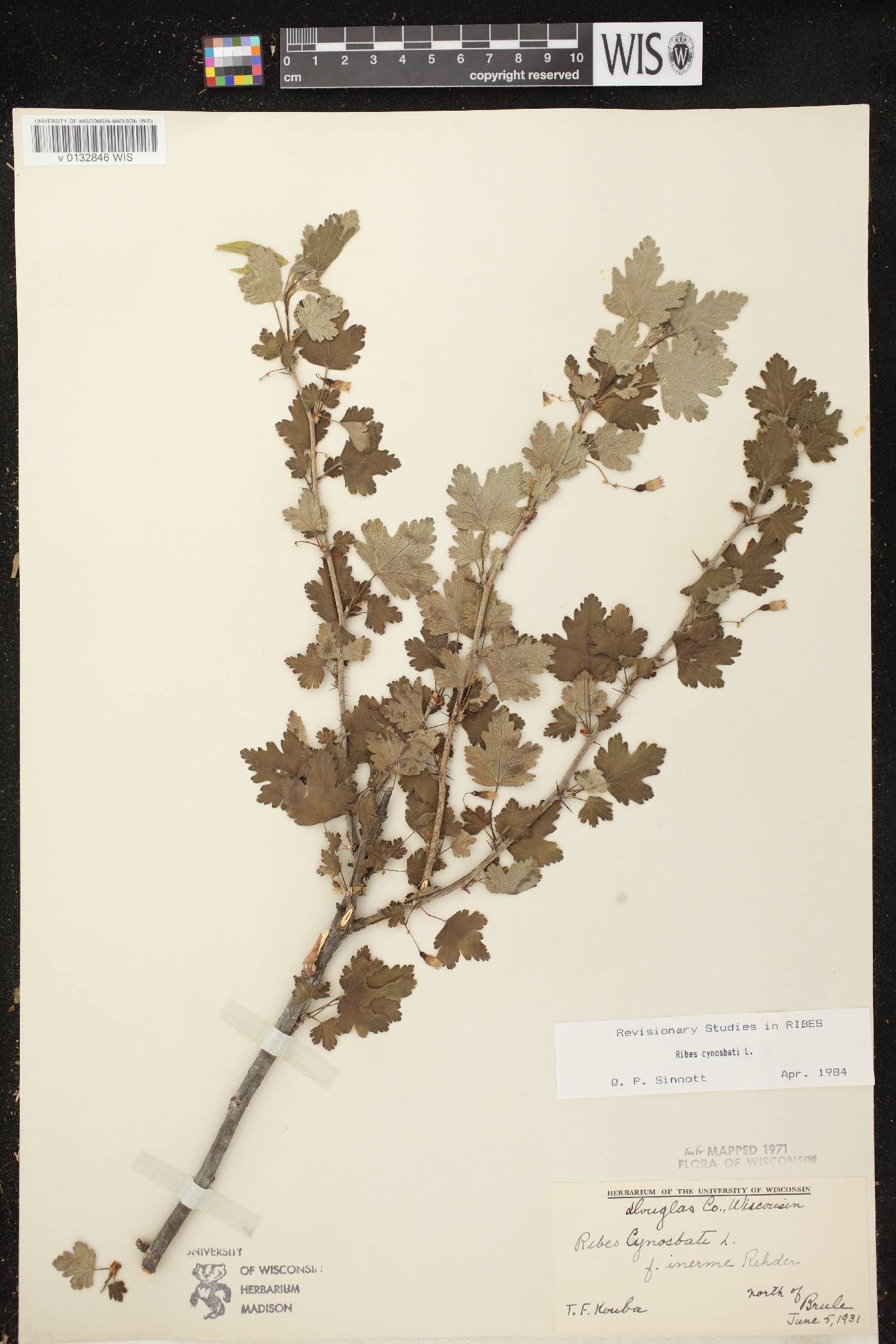 Ribes cynosbati image
