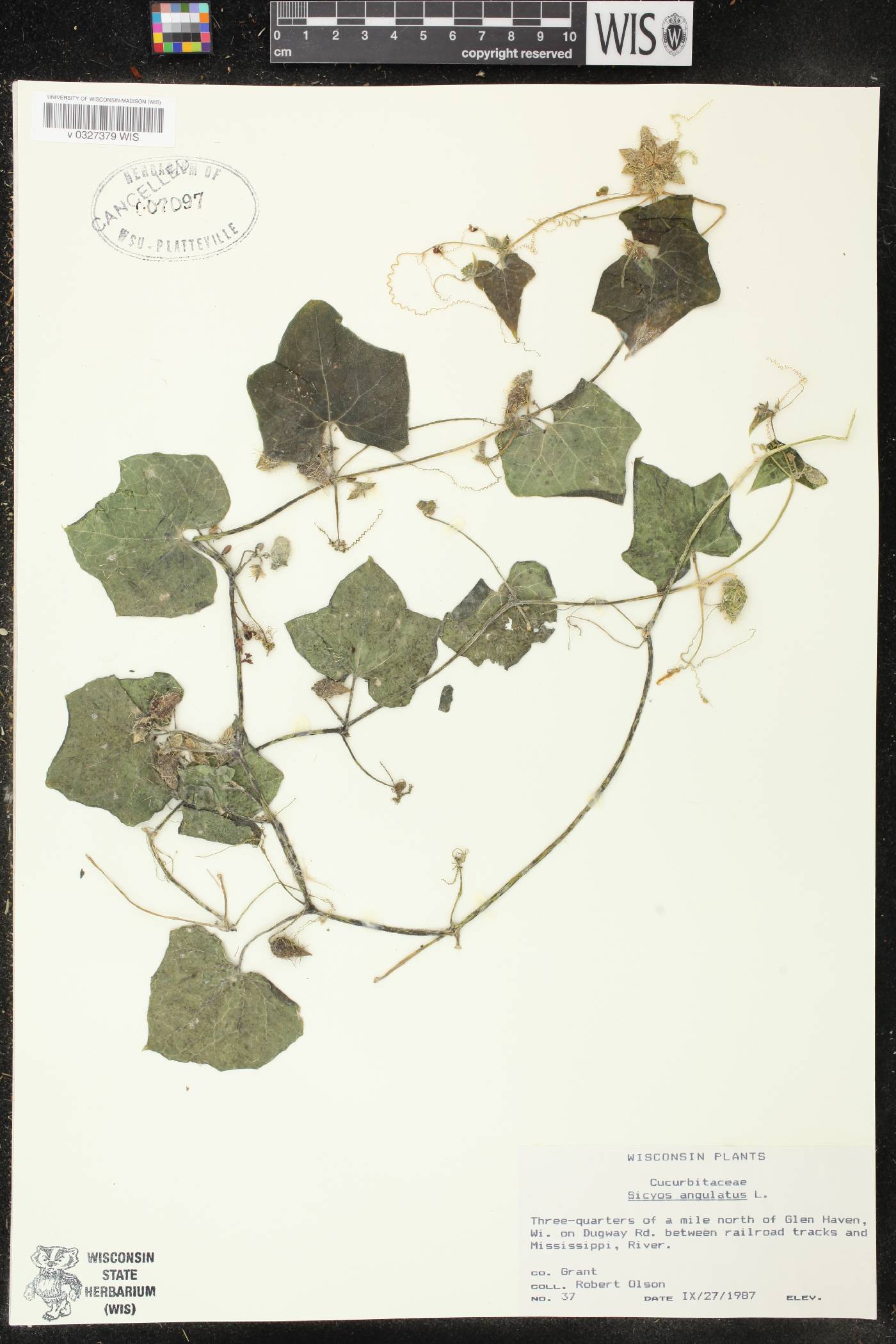 Sicyos angulatus image
