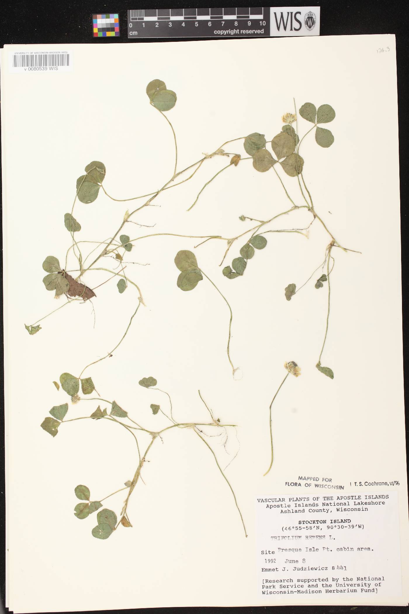 Trifolium repens image