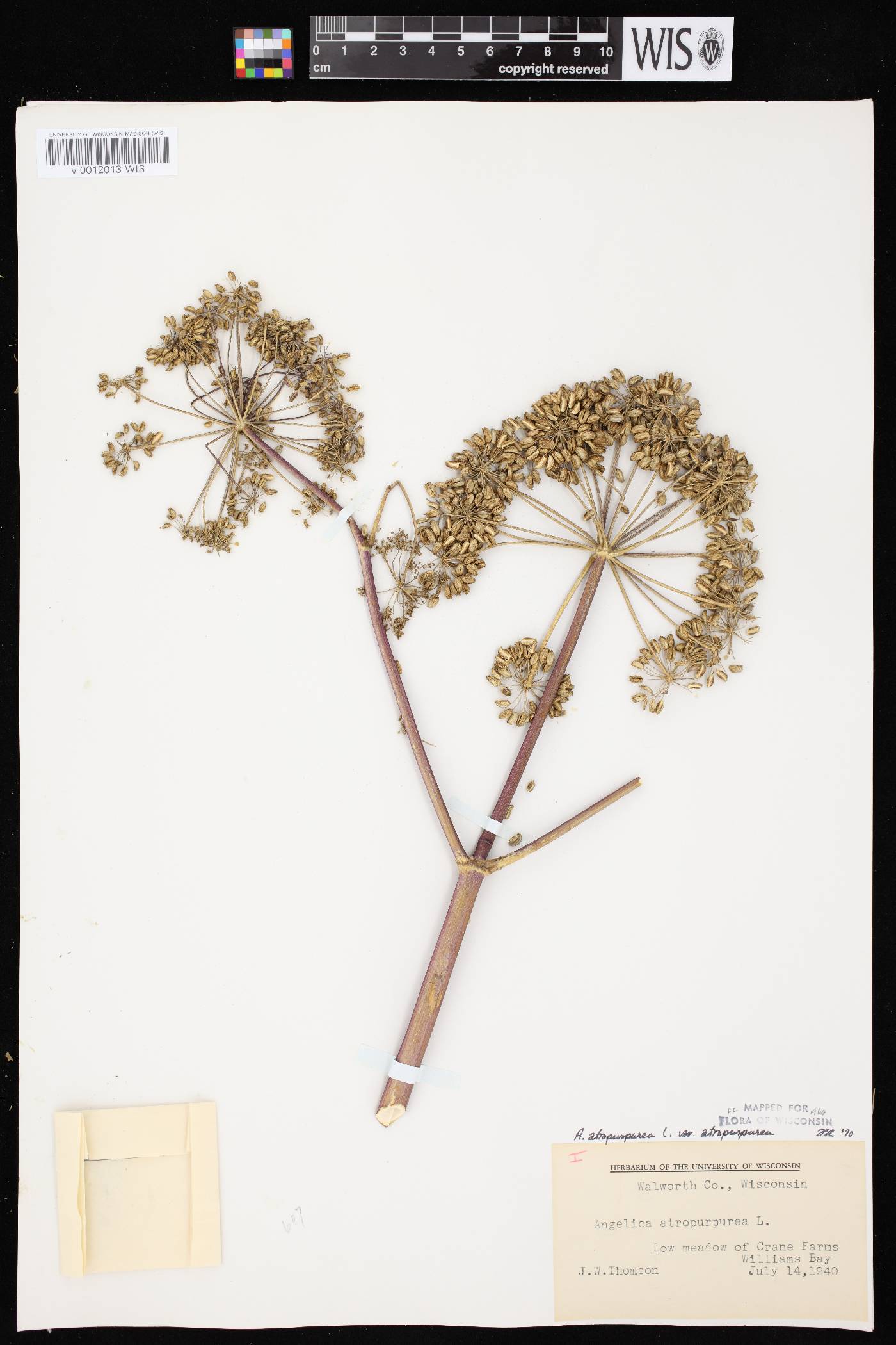 Angelica atropurpurea var. atropurpurea image