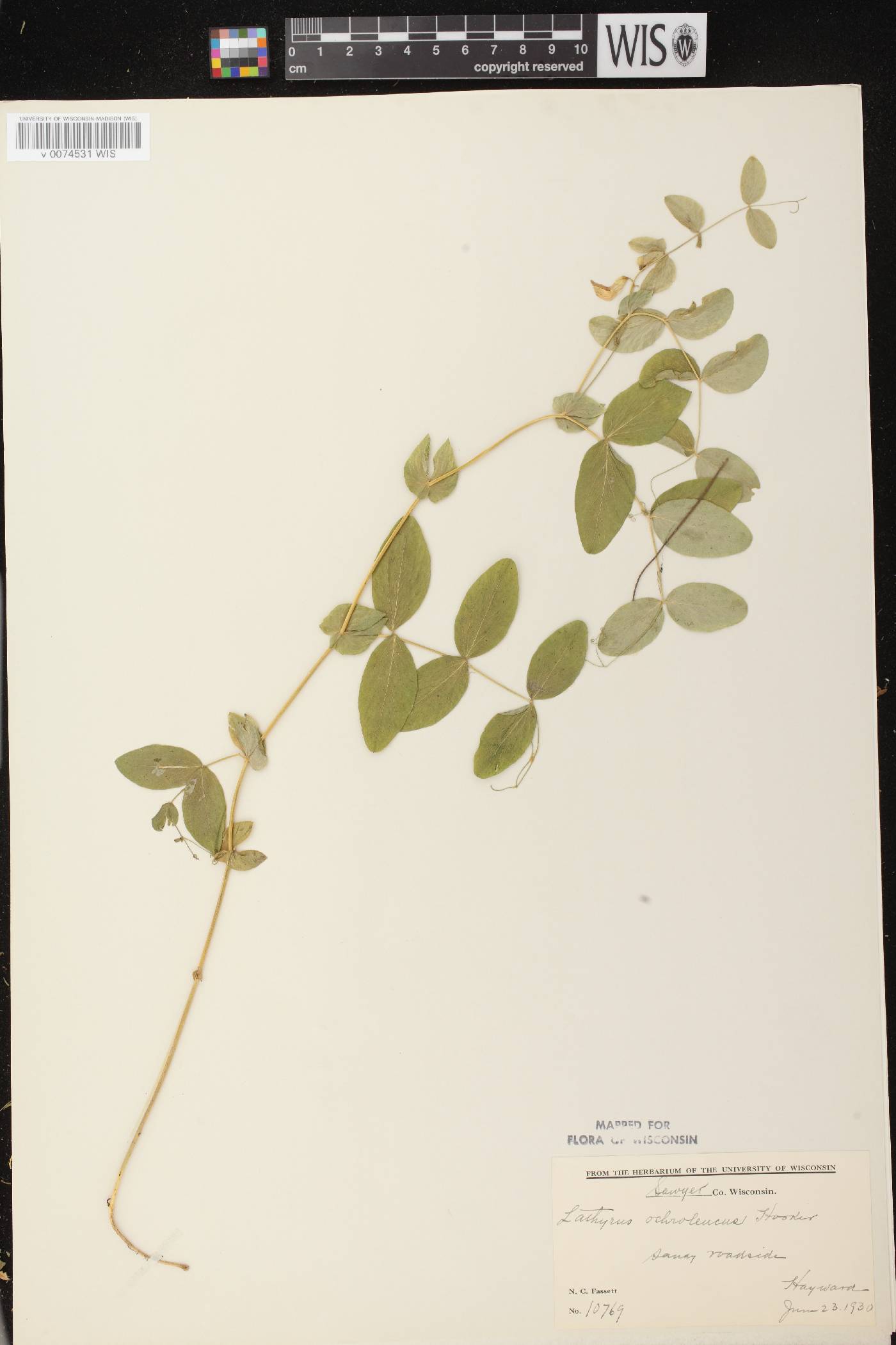 Lathyrus ochroleucus image