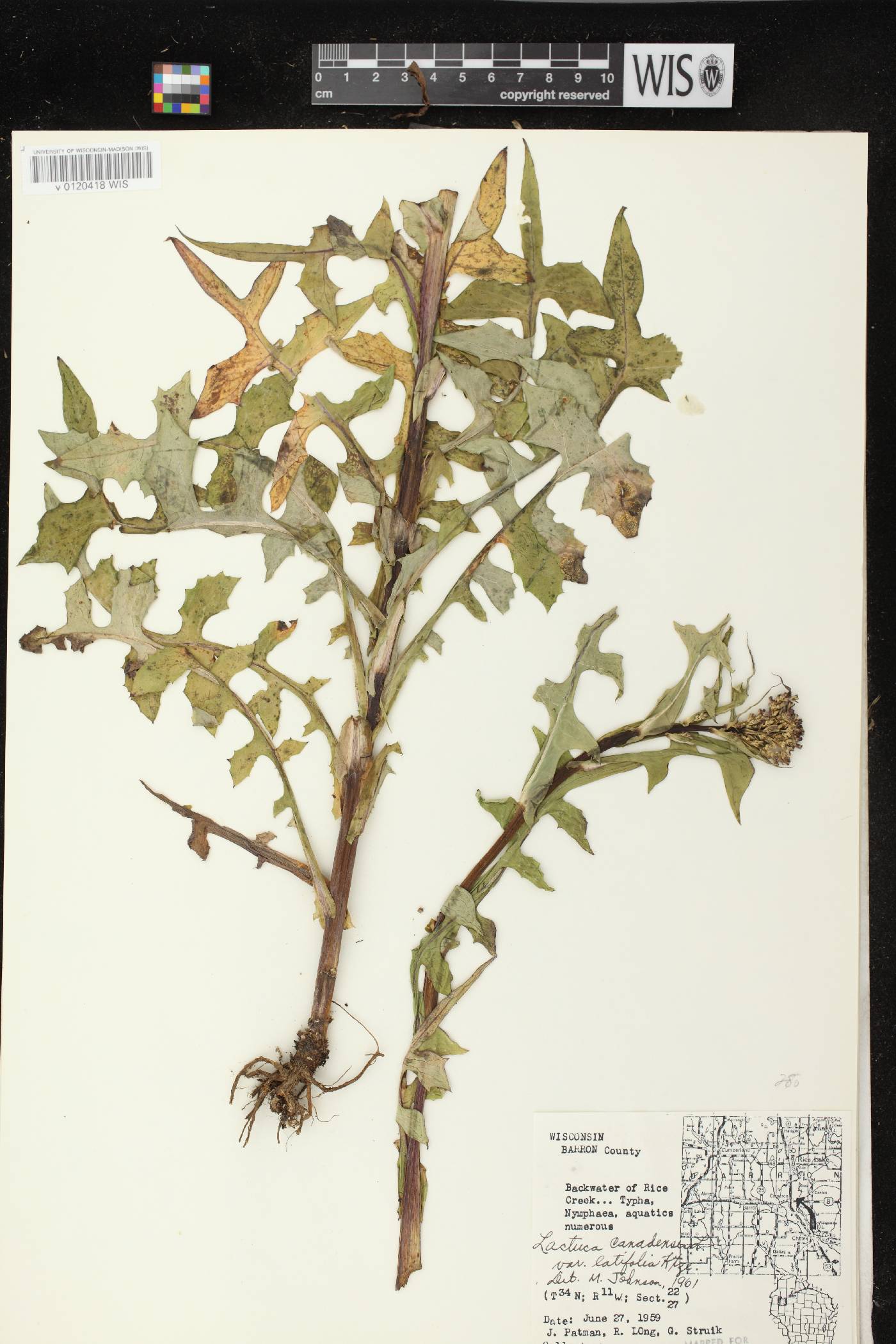 Lactuca canadensis image