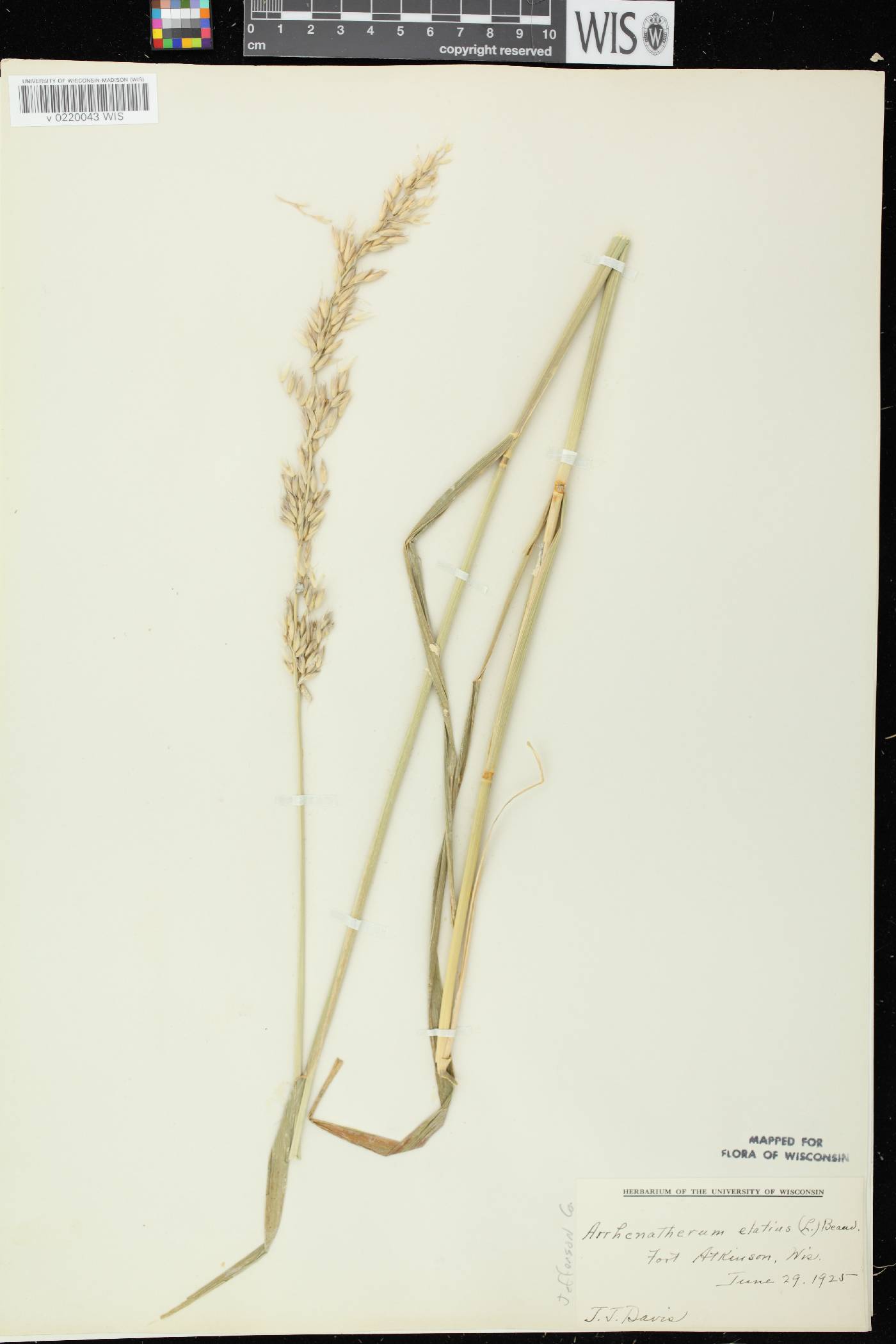 Arrhenatherum elatius image
