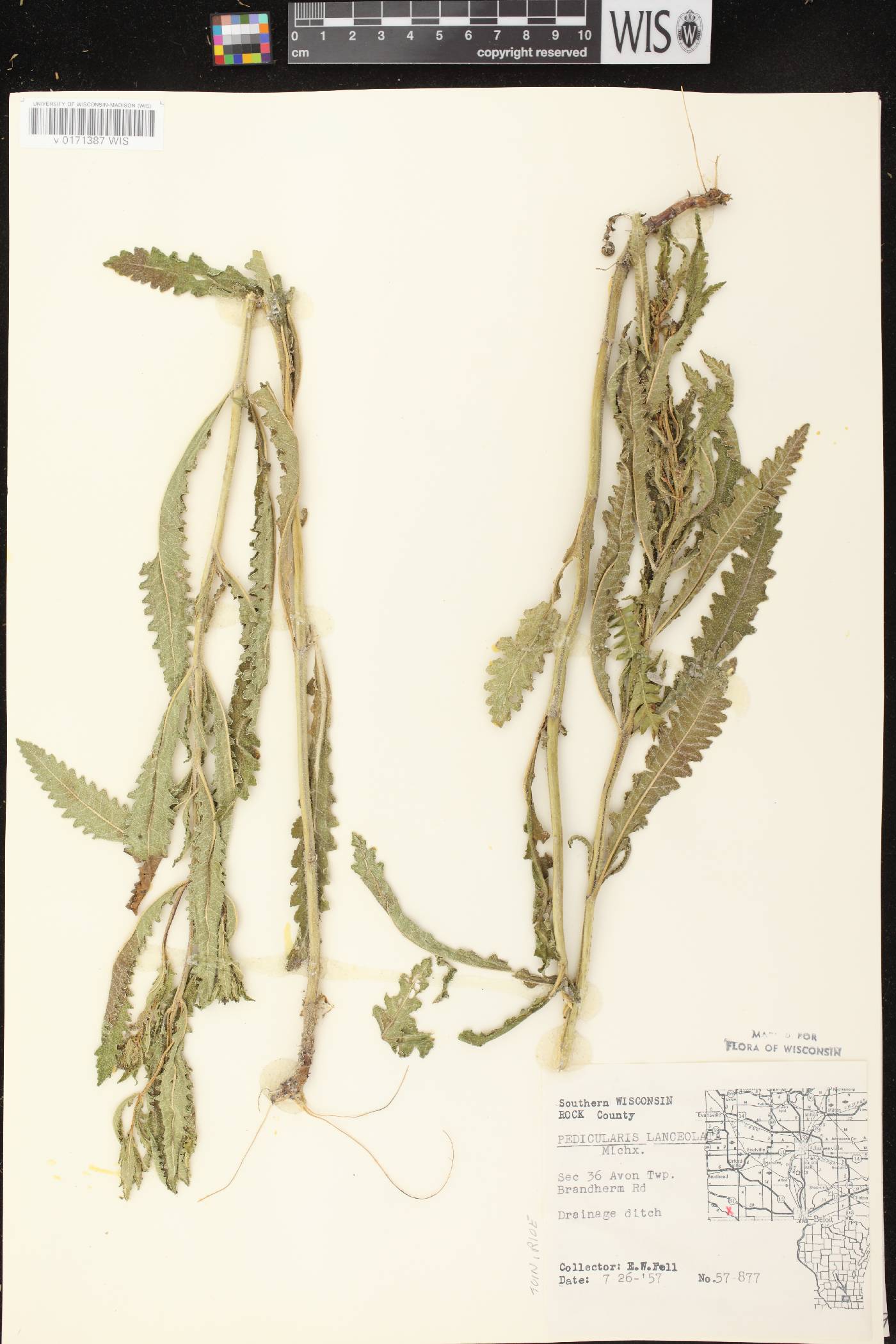 Pedicularis lanceolata image