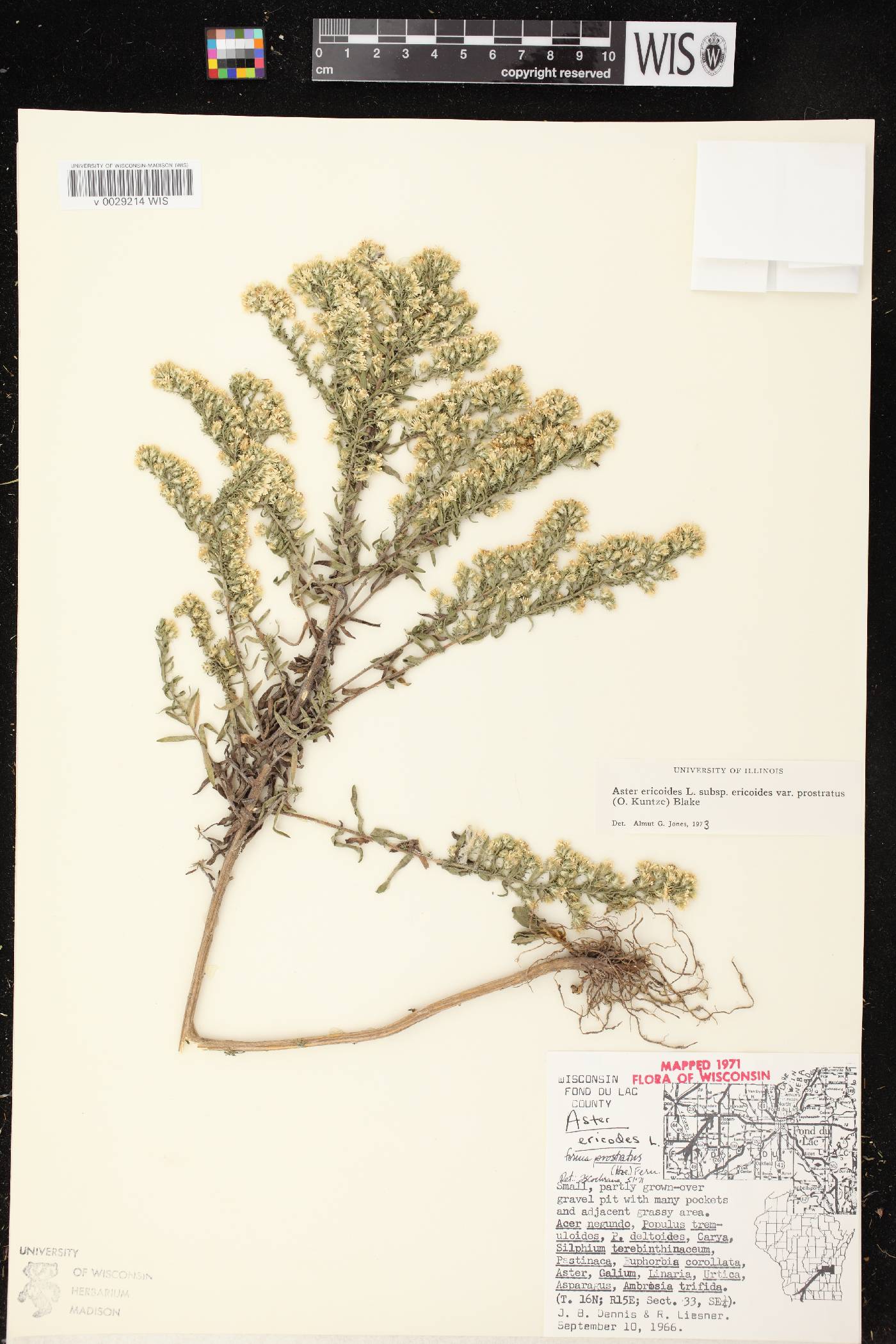 Symphyotrichum ericoides var. ericoides image