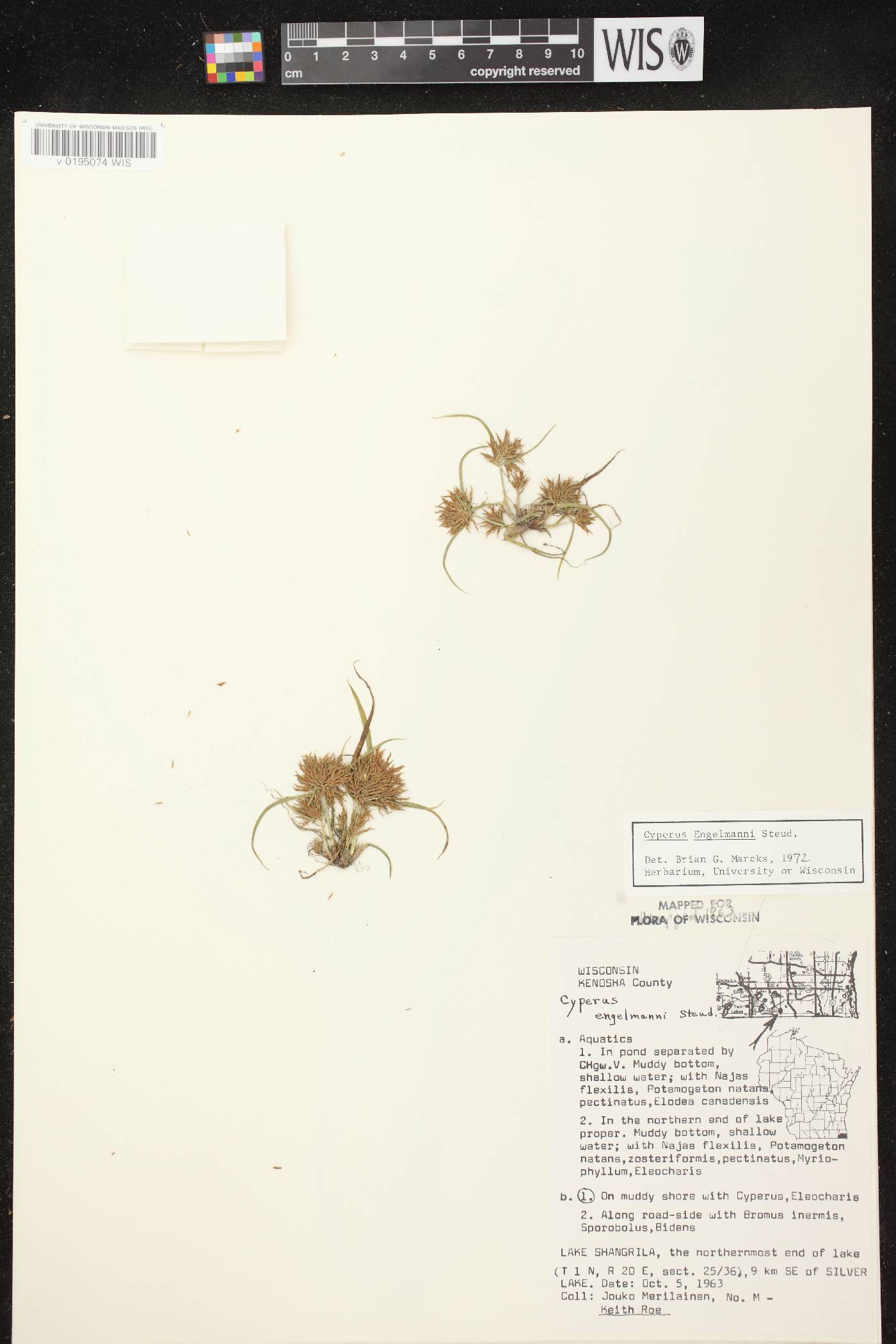 Cyperus odoratus image