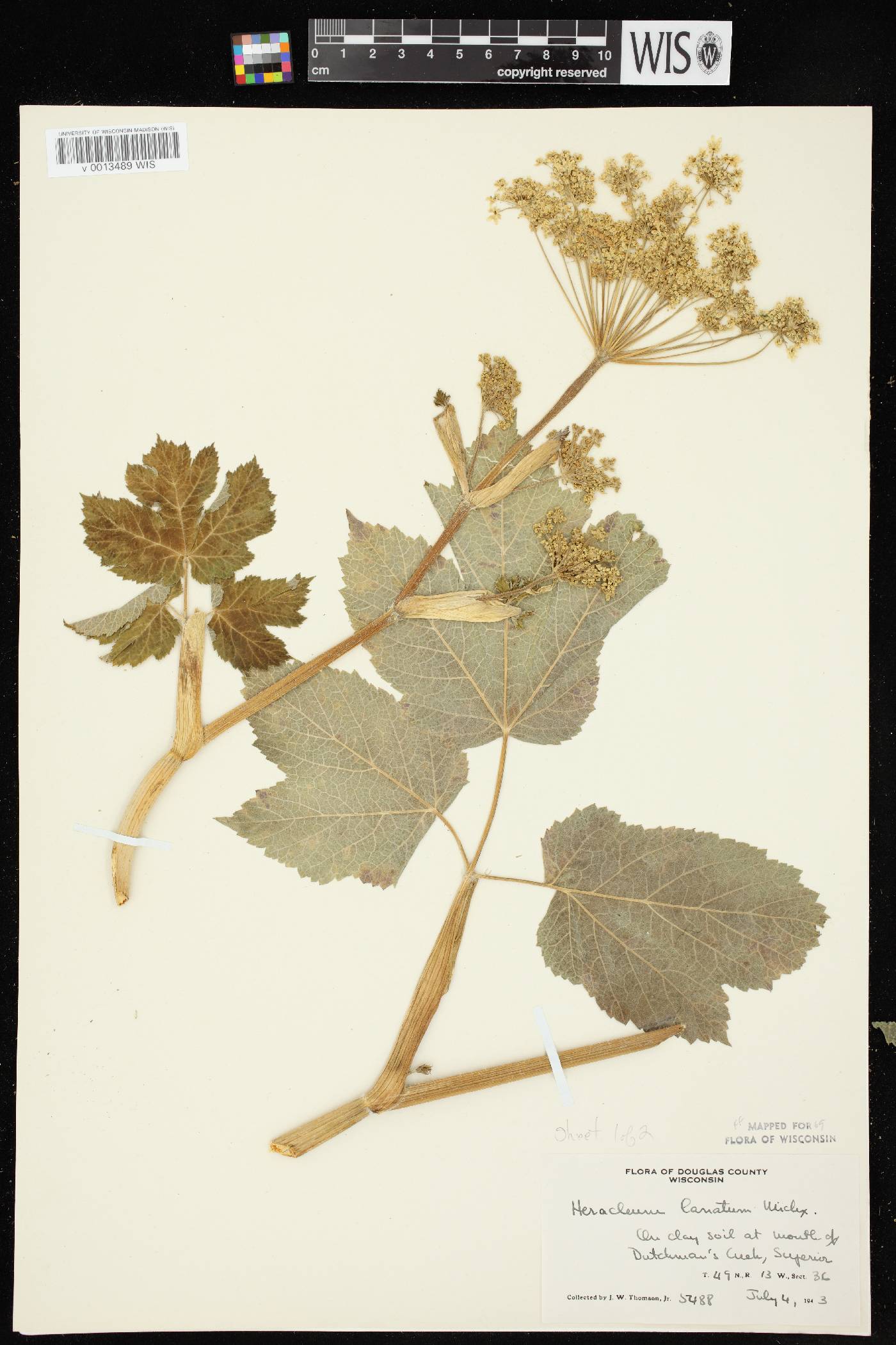 Heracleum maximum image