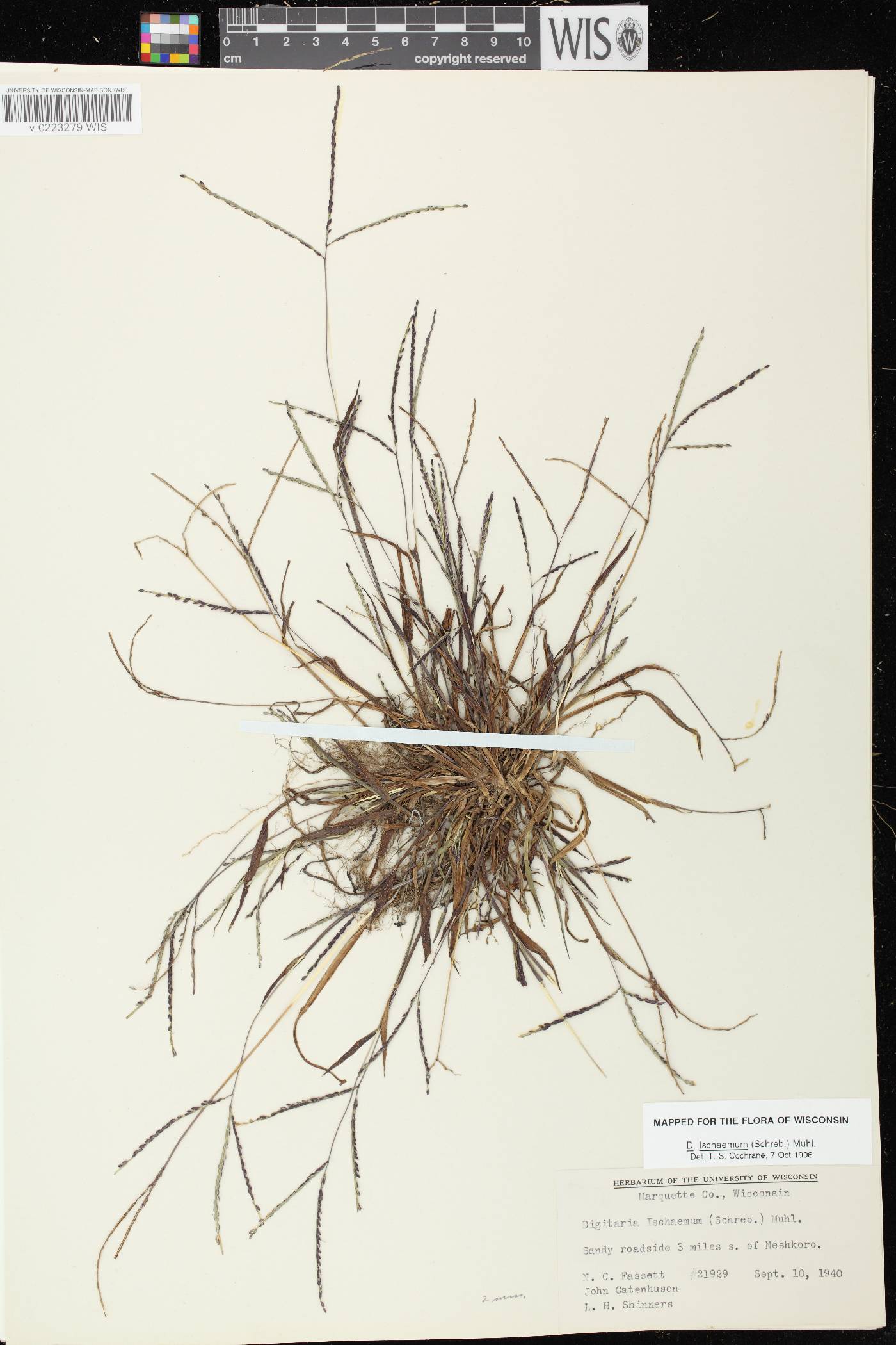 Digitaria ischaemum image
