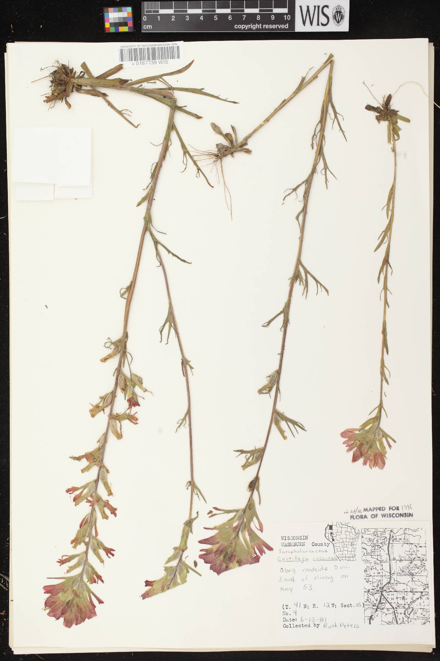 Castilleja coccinea image