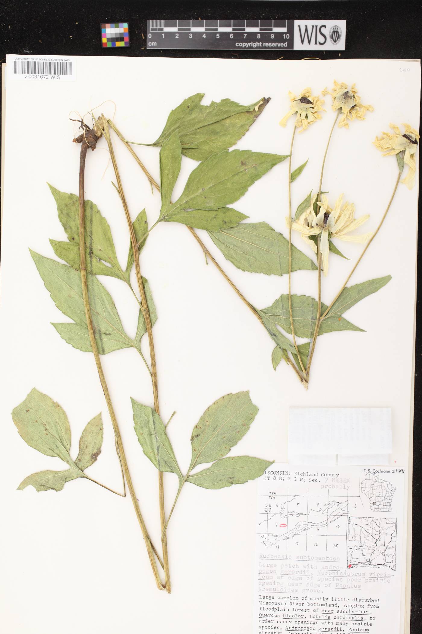 Rudbeckia subtomentosa image