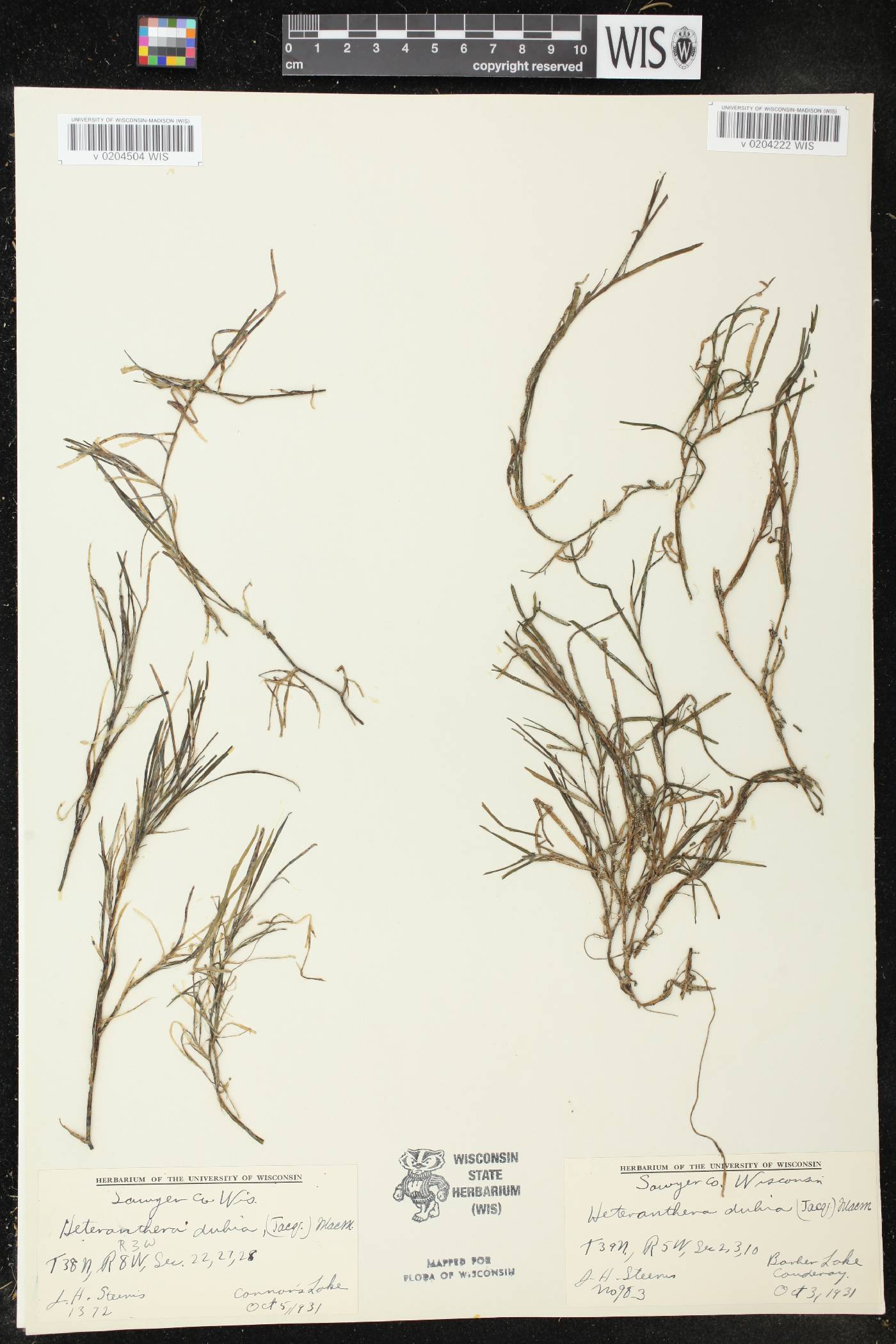 Heteranthera dubia image
