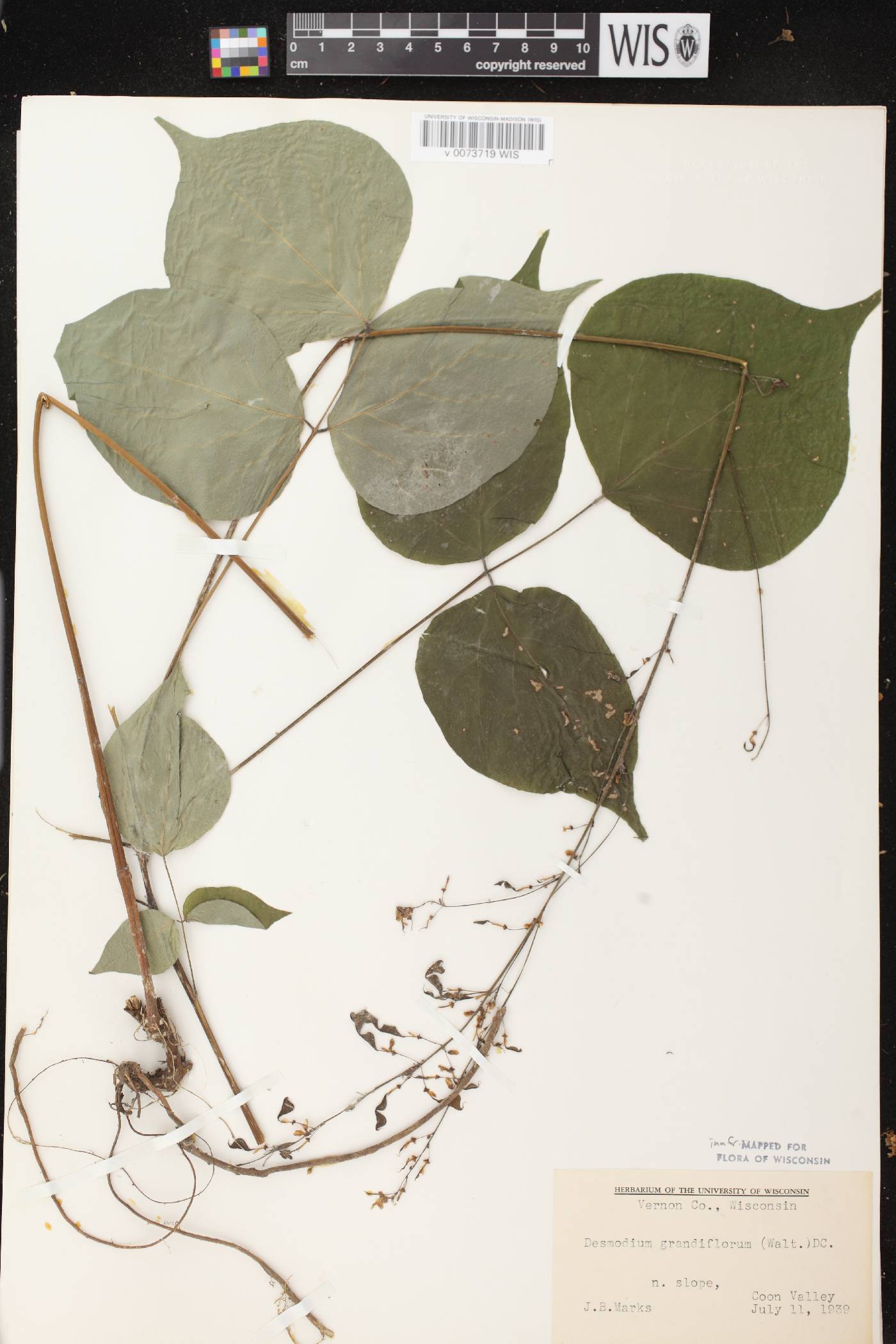 Hylodesmum glutinosum image
