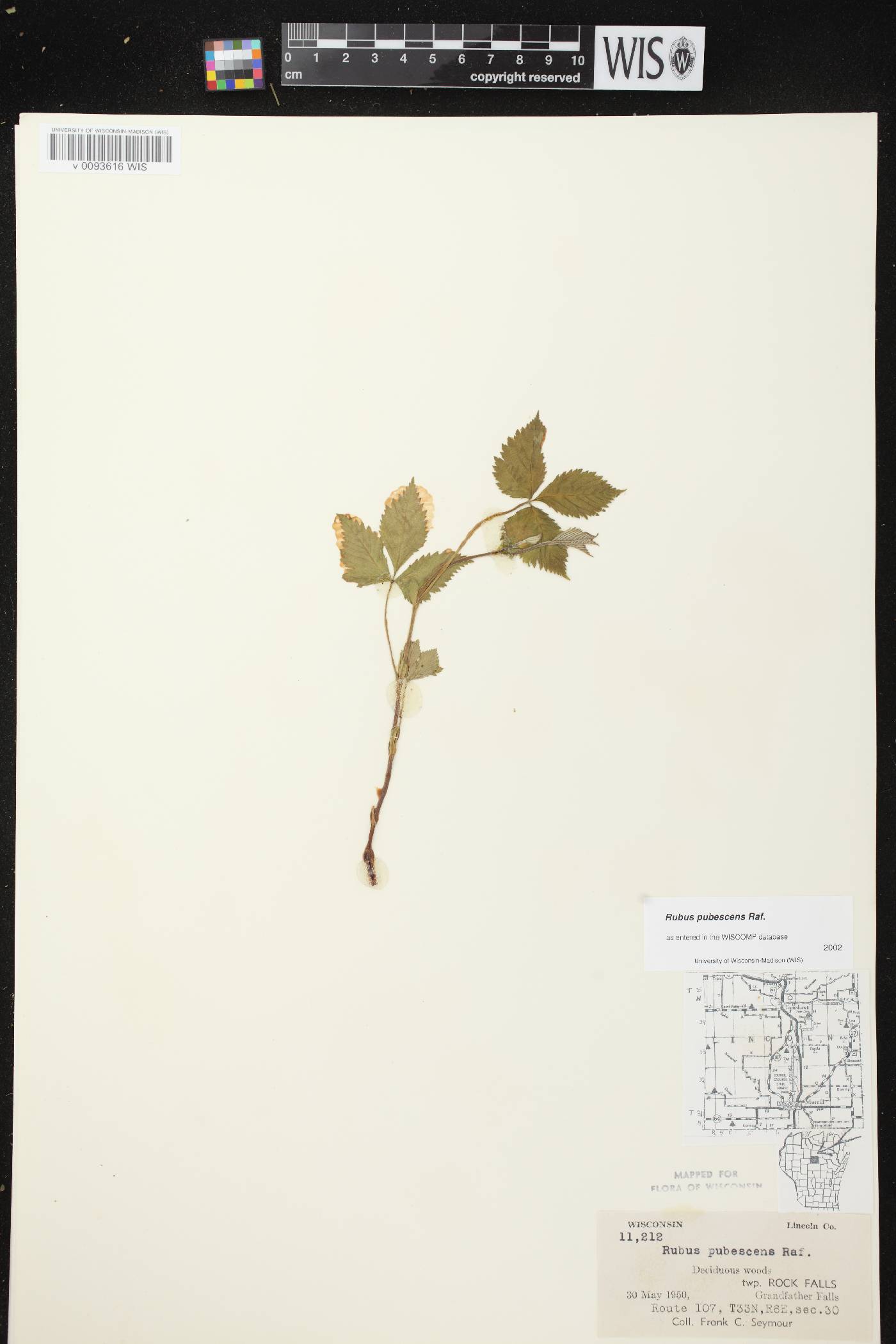 Rubus pubescens image