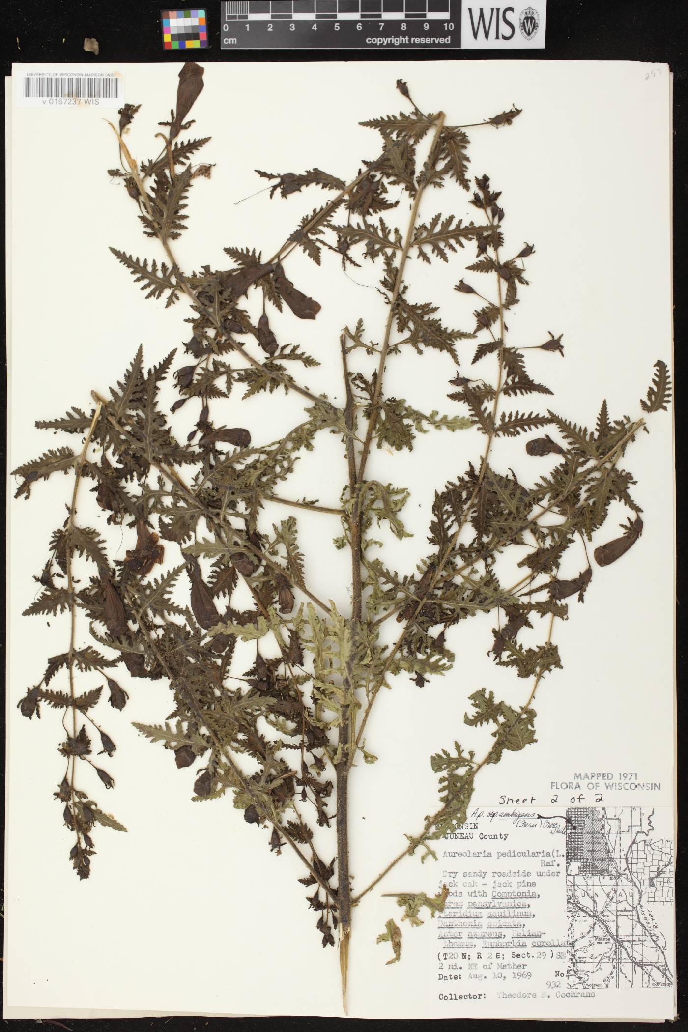 Aureolaria pedicularia image