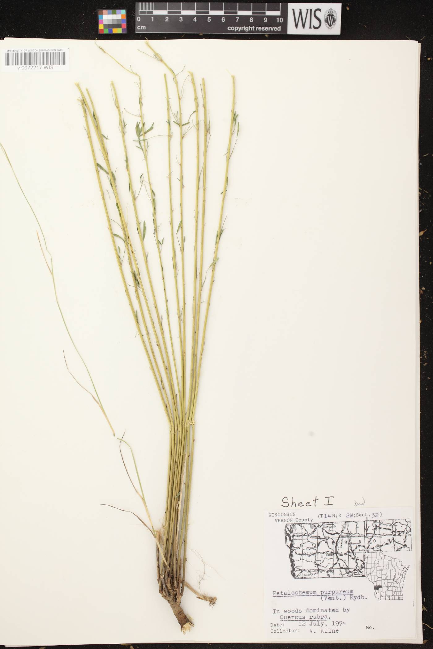 Dalea purpurea var. purpurea image
