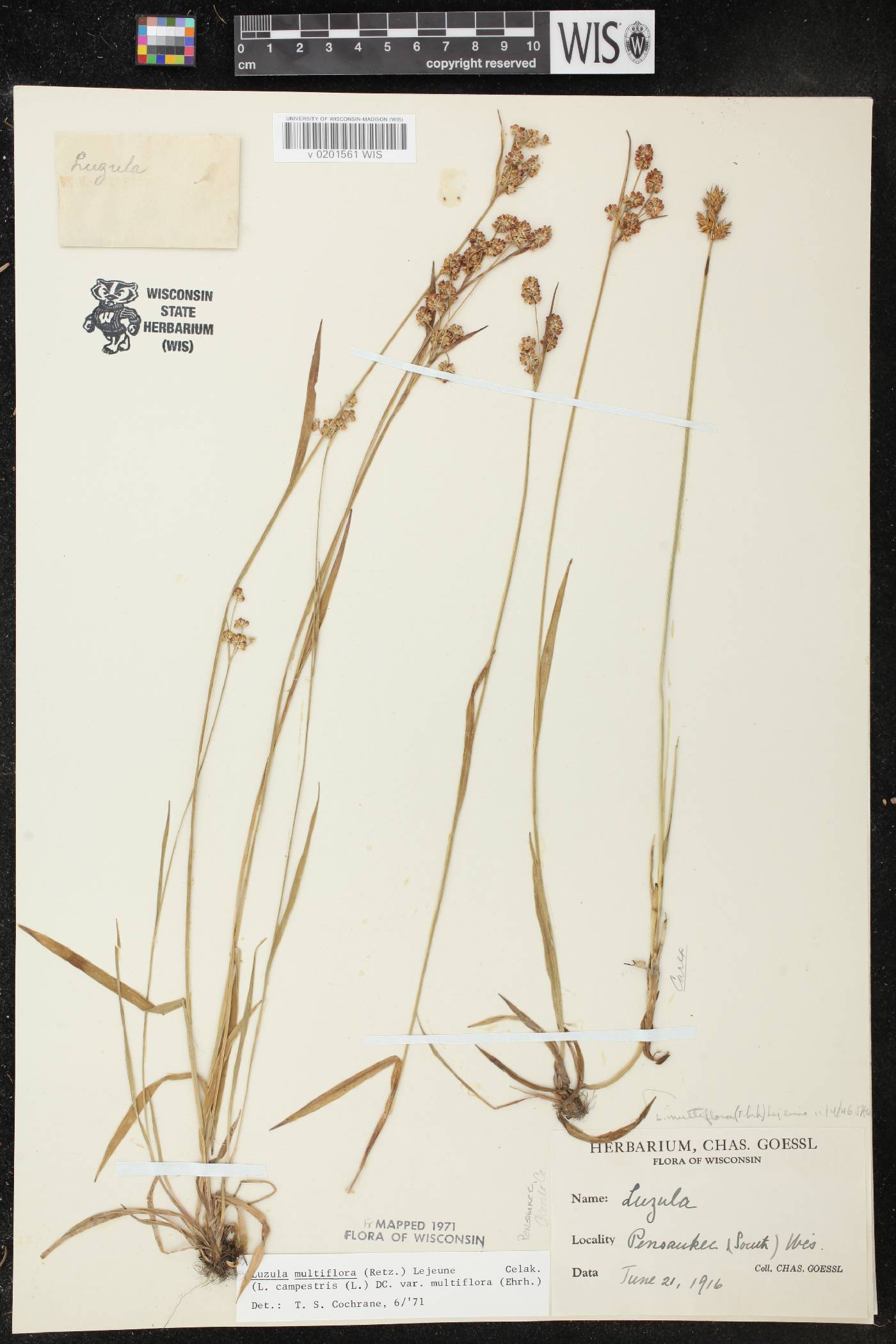 Luzula multiflora image