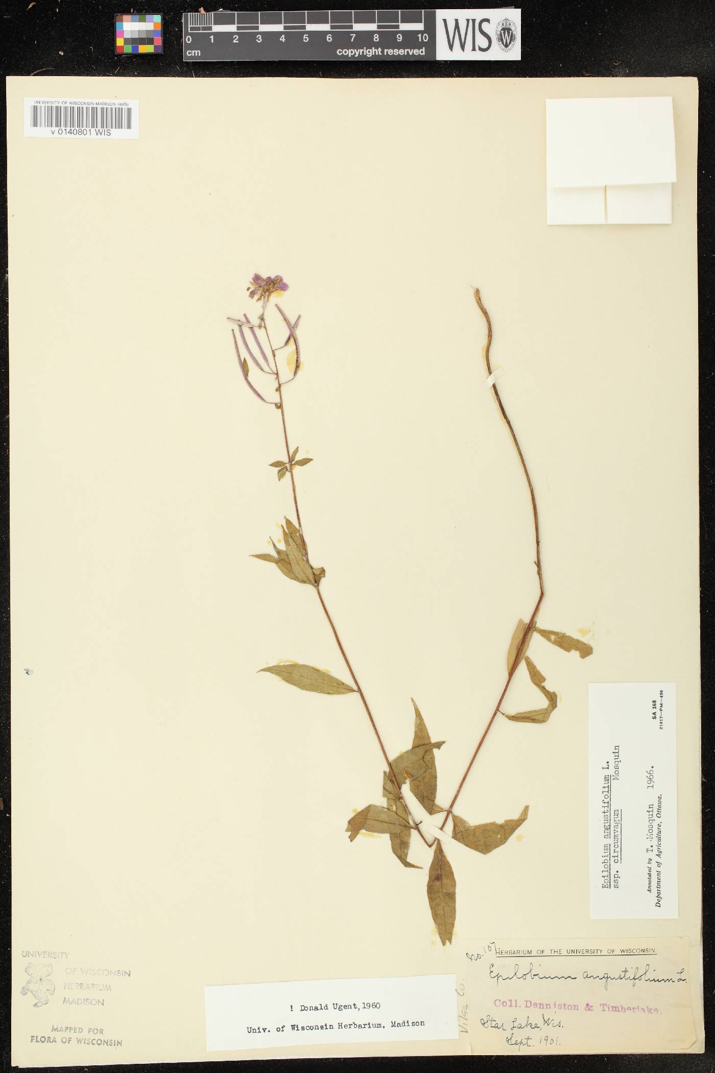 Chamerion angustifolium subsp. circumvagum image