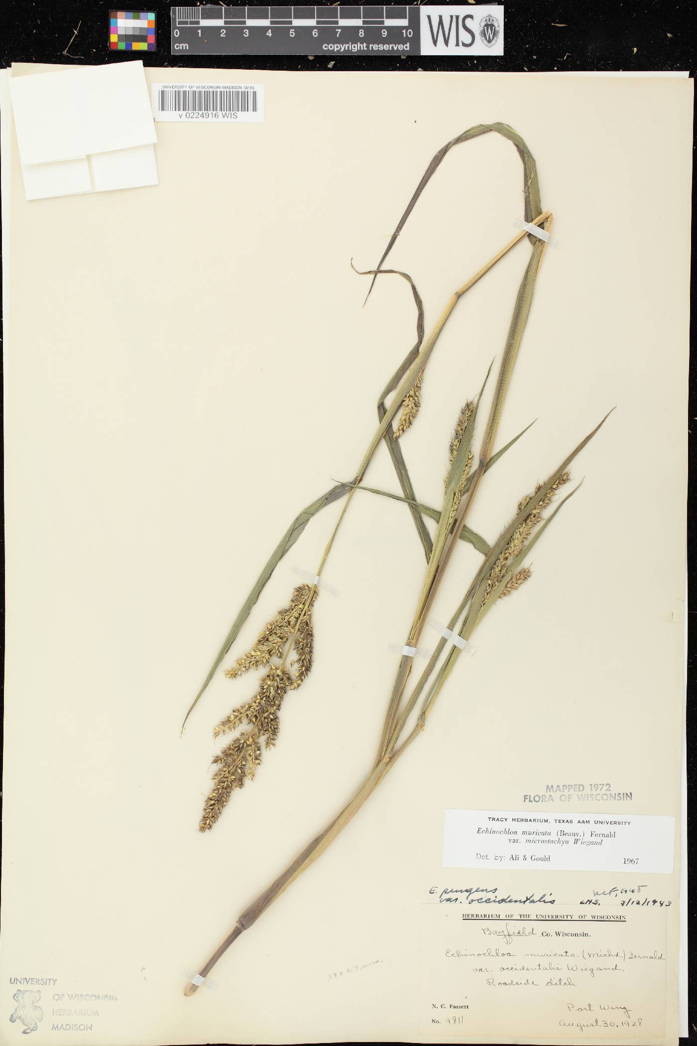 Echinochloa muricata var. microstachya image