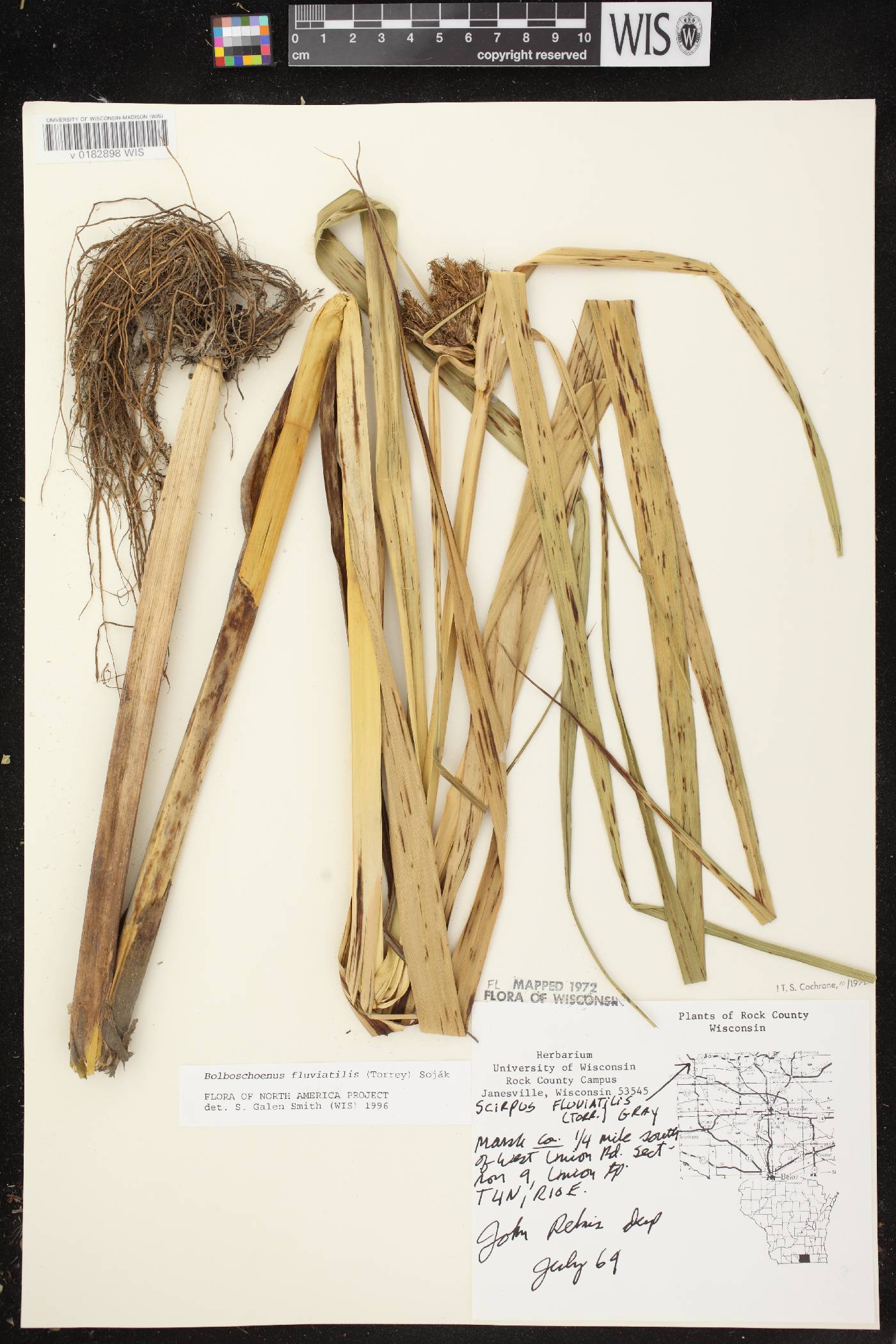 Bolboschoenus fluviatilis image