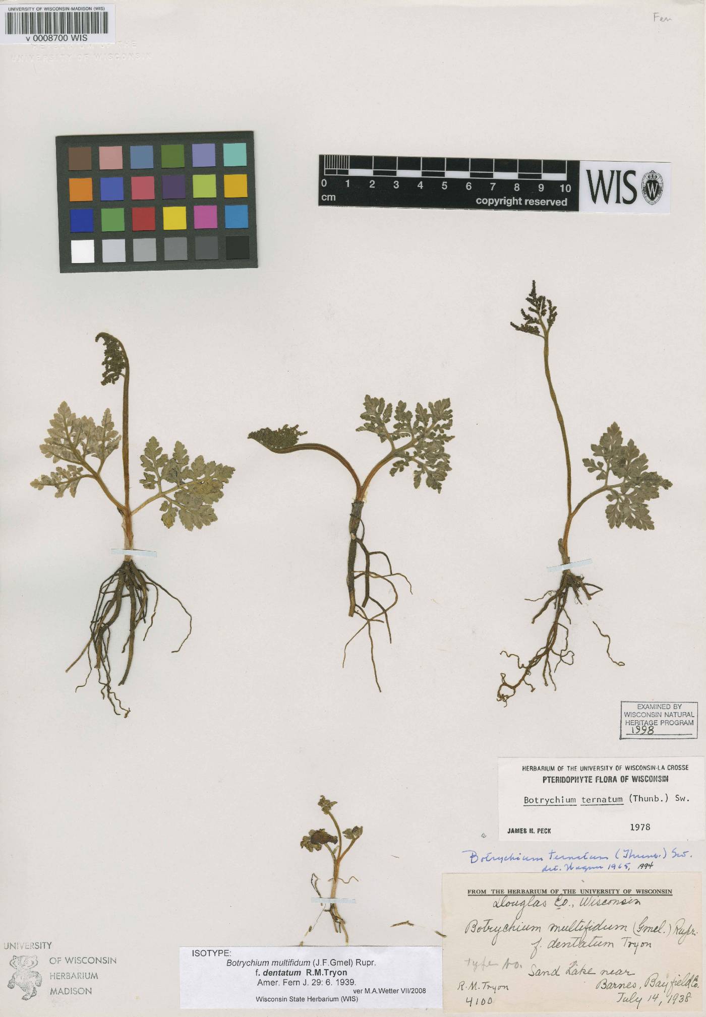 Sceptridium rugulosum image