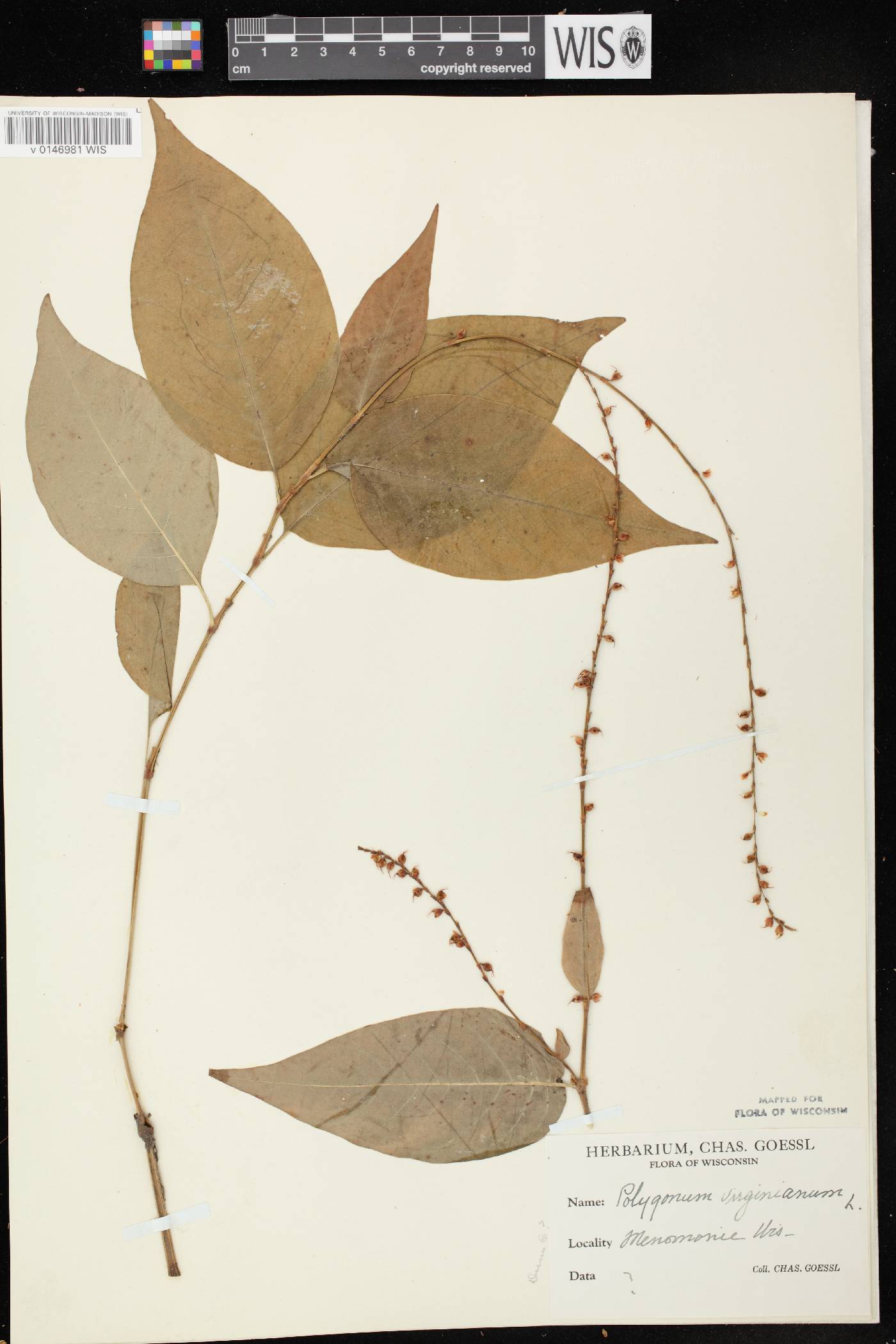 Persicaria virginiana image