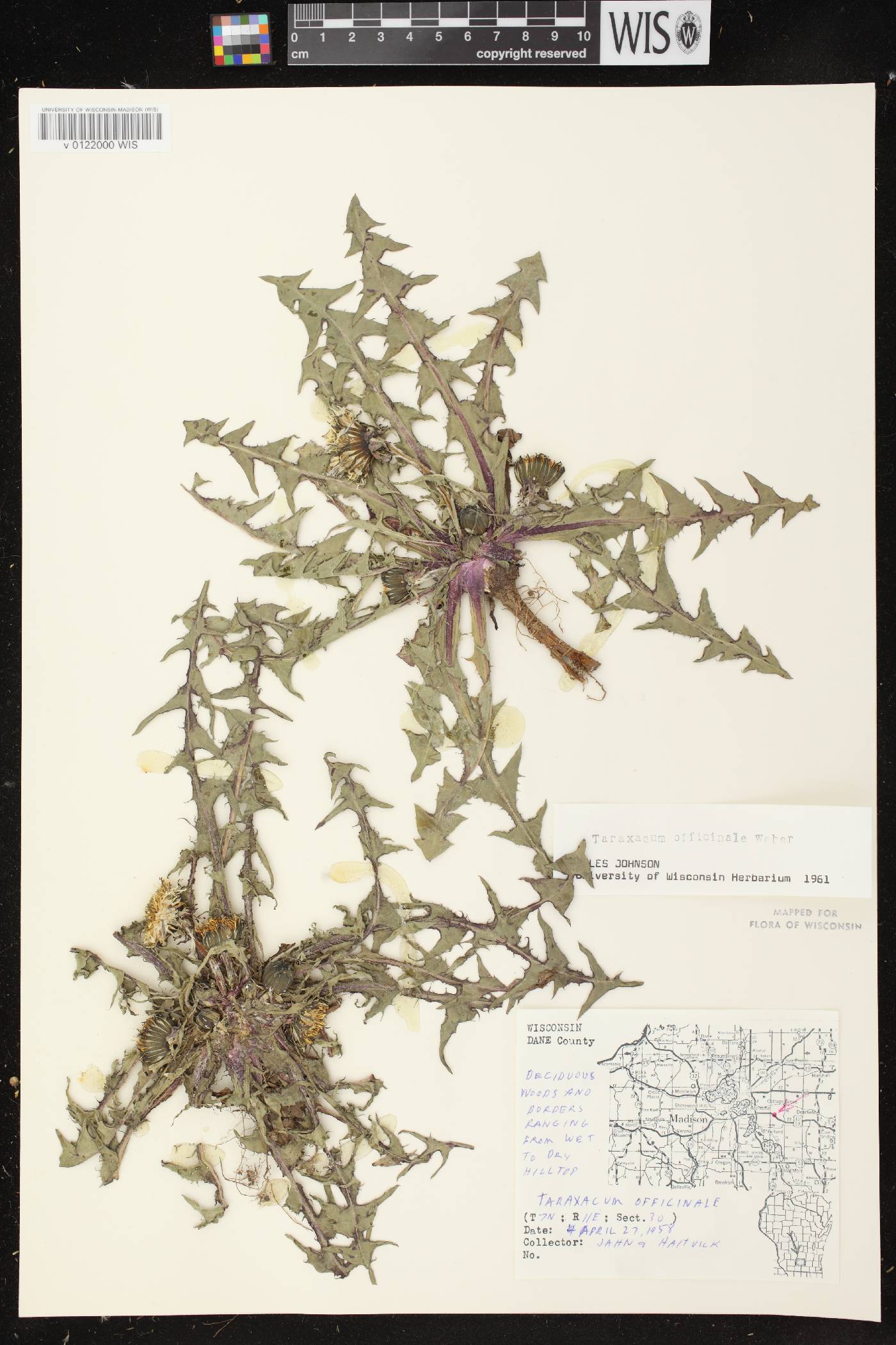 Taraxacum officinale image