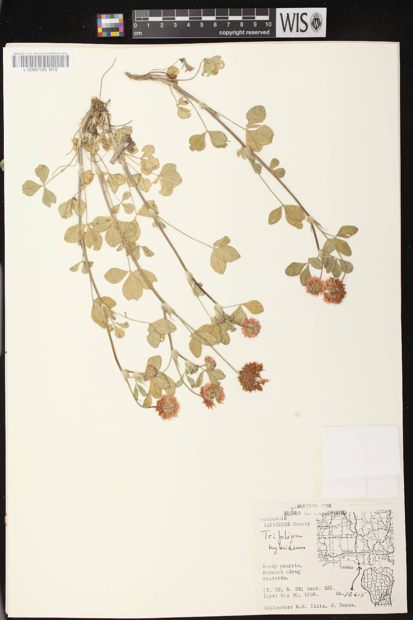 Trifolium hybridum image