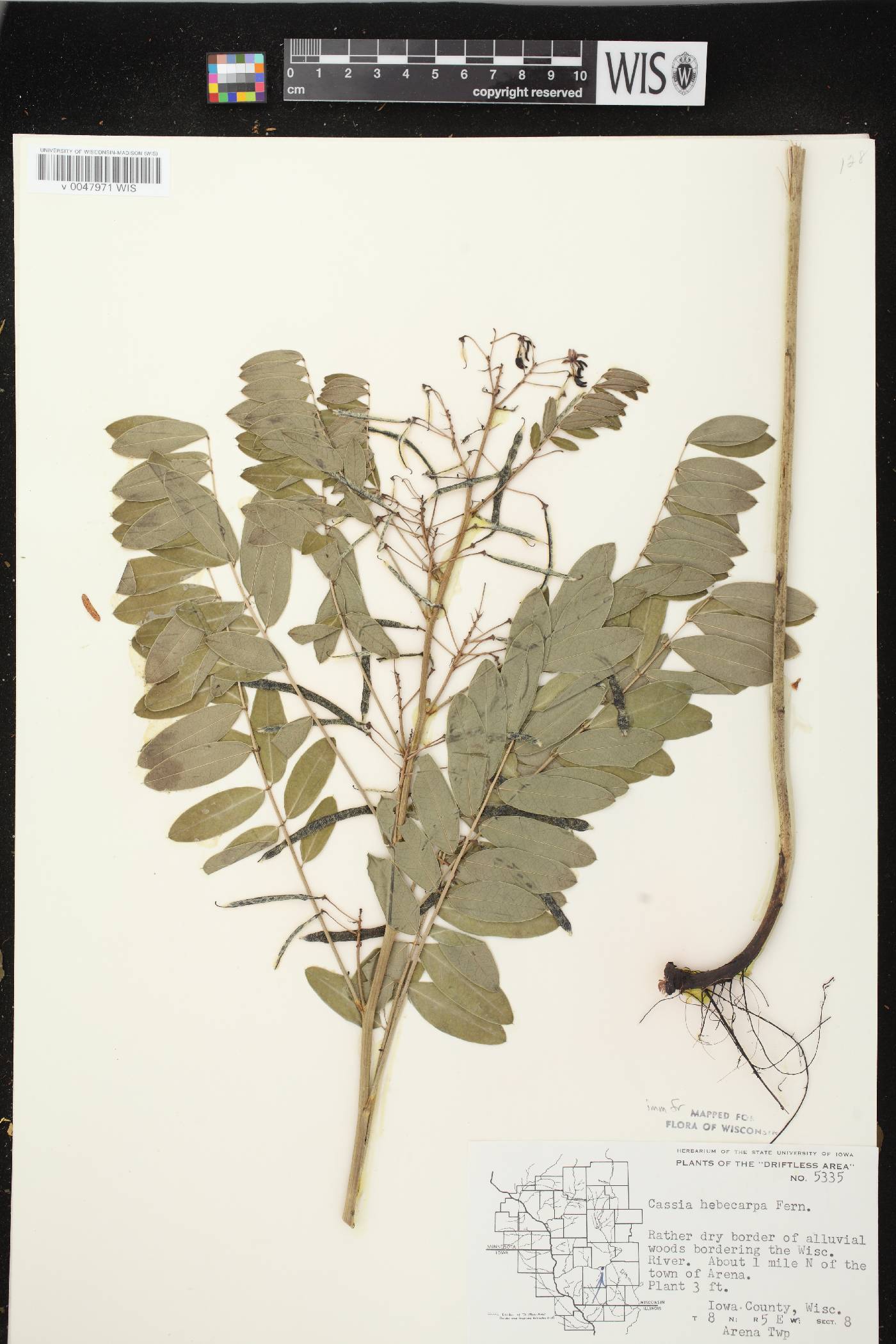 Senna hebecarpa image