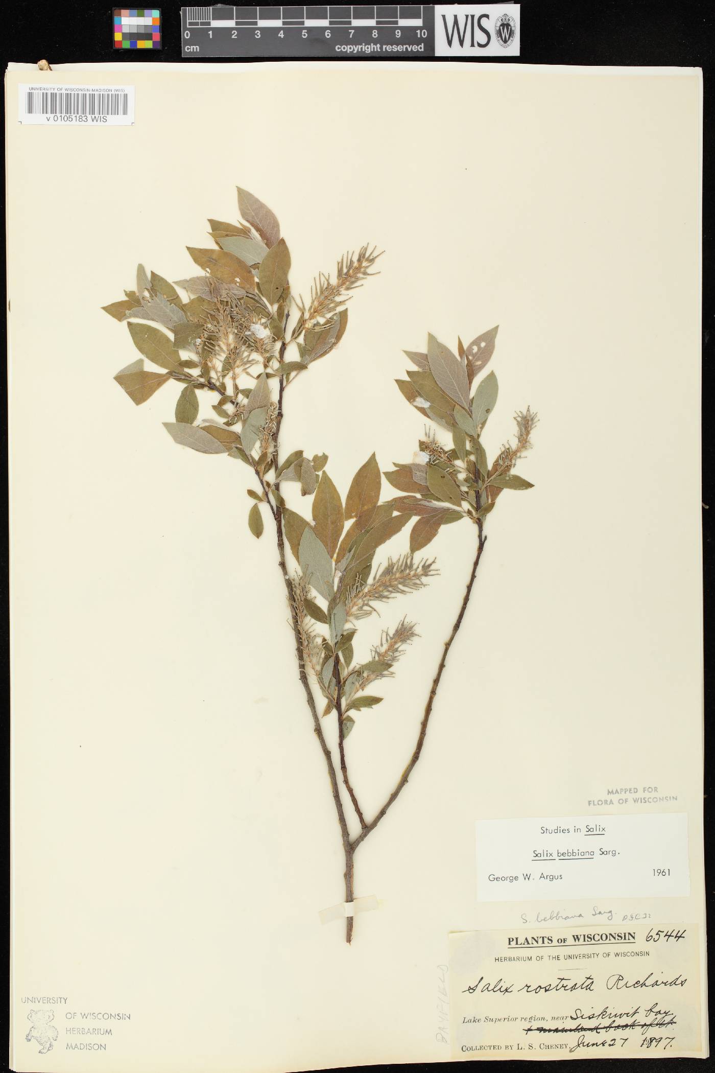 Salix bebbiana image
