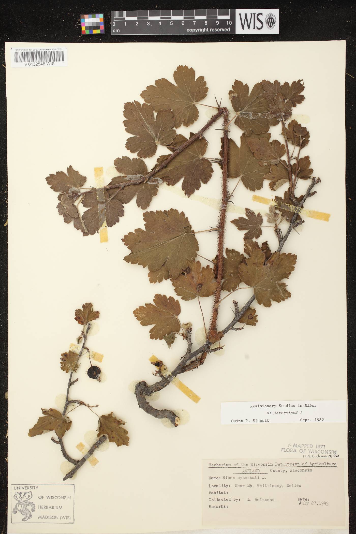 Ribes cynosbati image