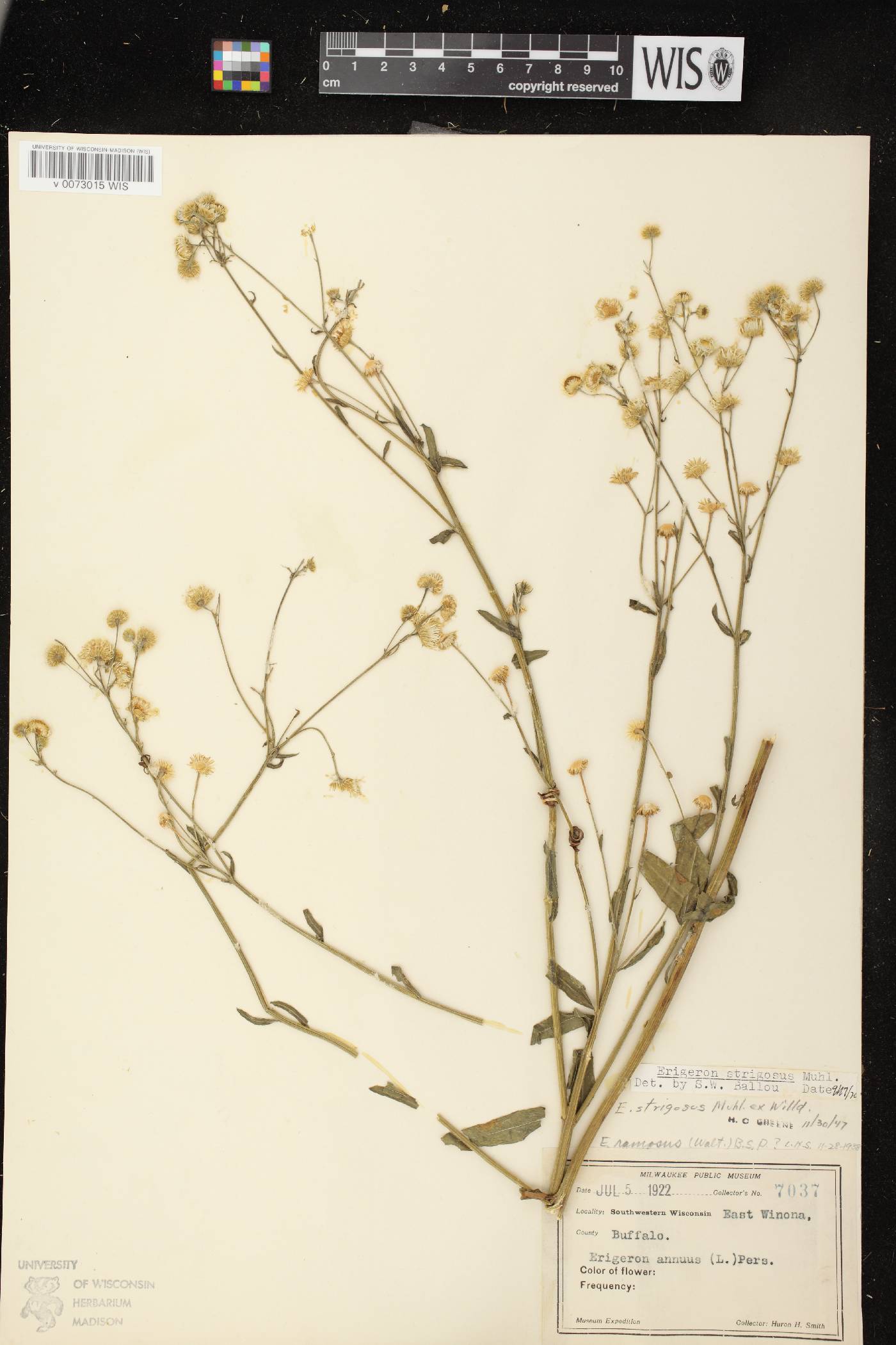 Erigeron strigosus image