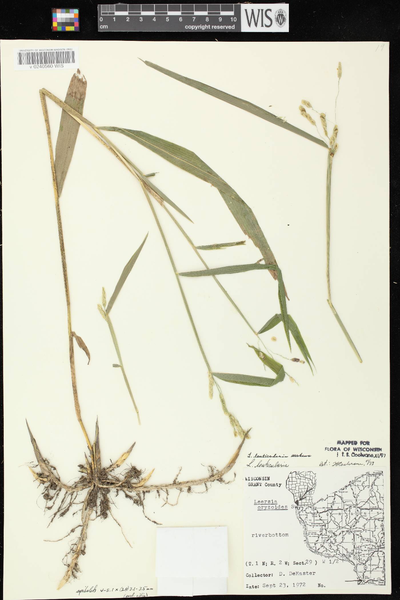 Leersia lenticularis image