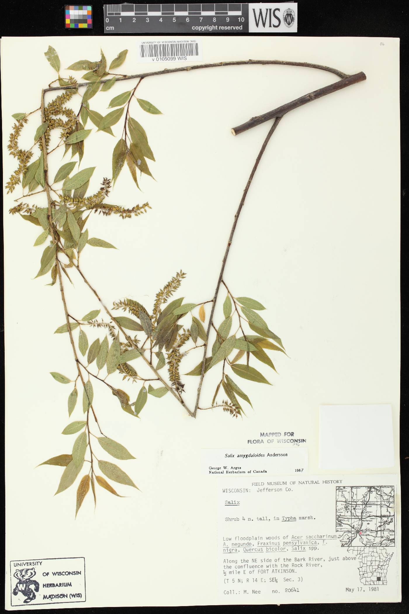 Salix amygdaloides image