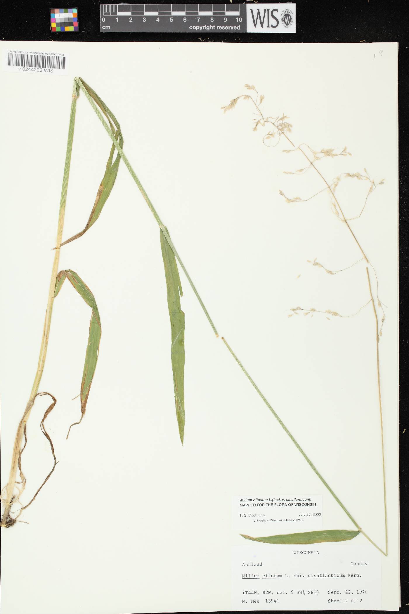 Milium effusum image