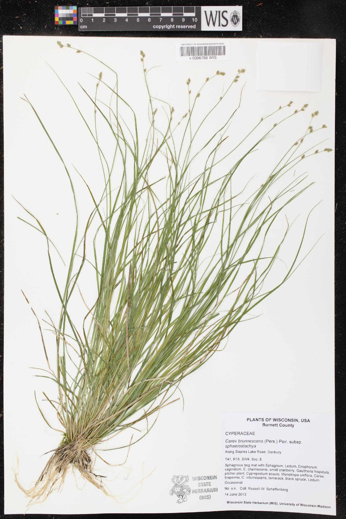 Carex brunnescens subsp. sphaerostachya image