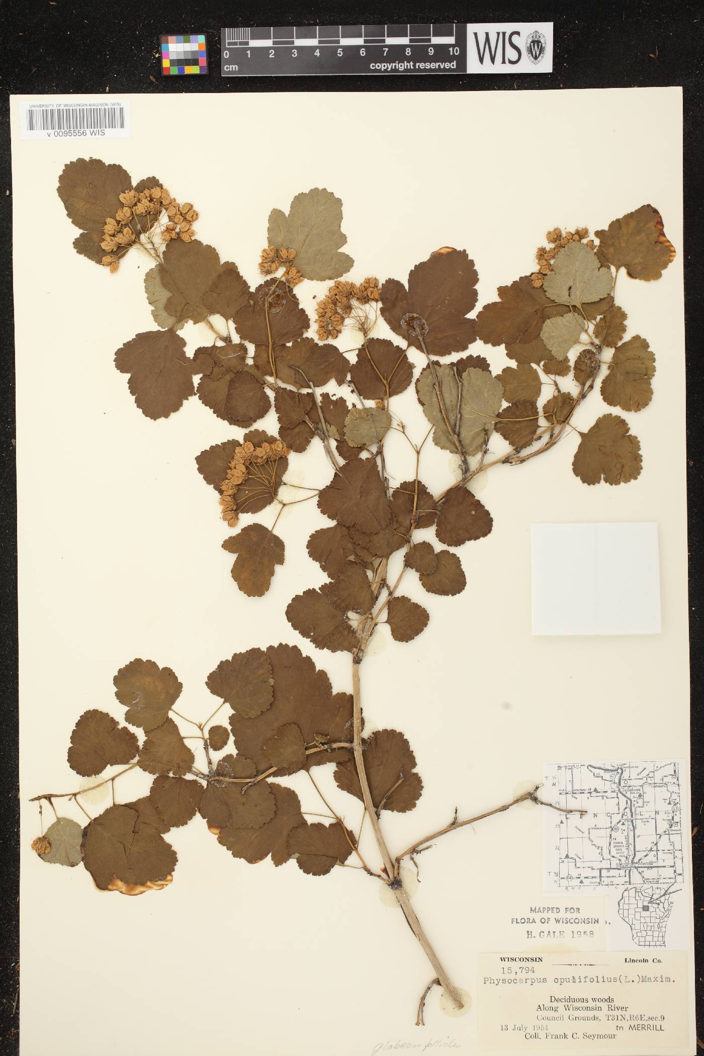 Physocarpus opulifolius image