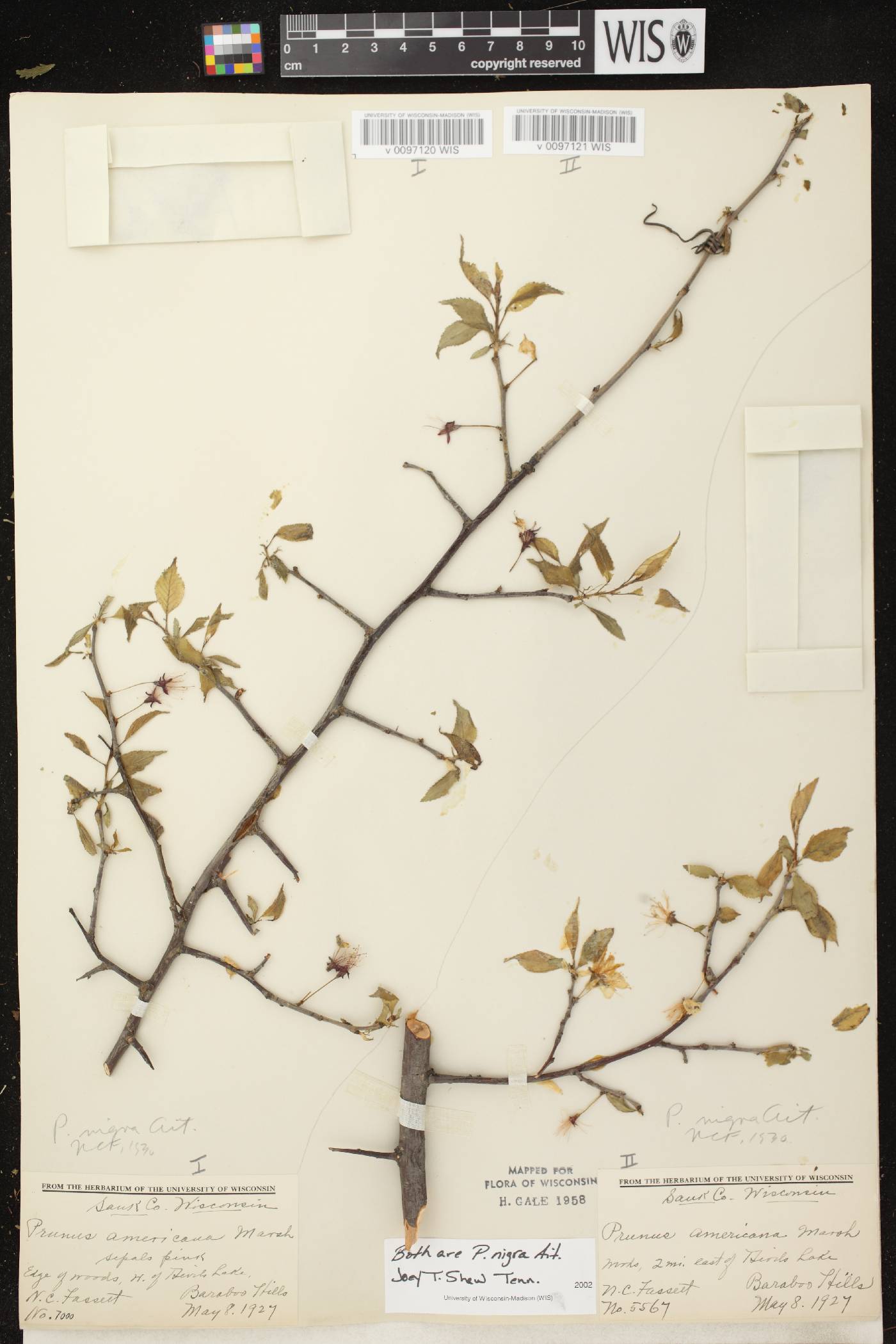 Prunus nigra image