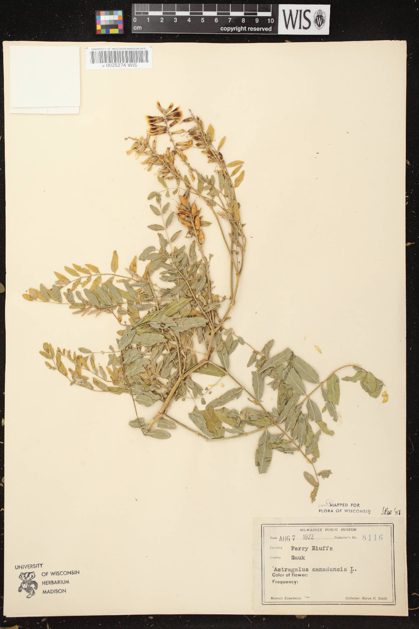 Astragalus canadensis var. canadensis image