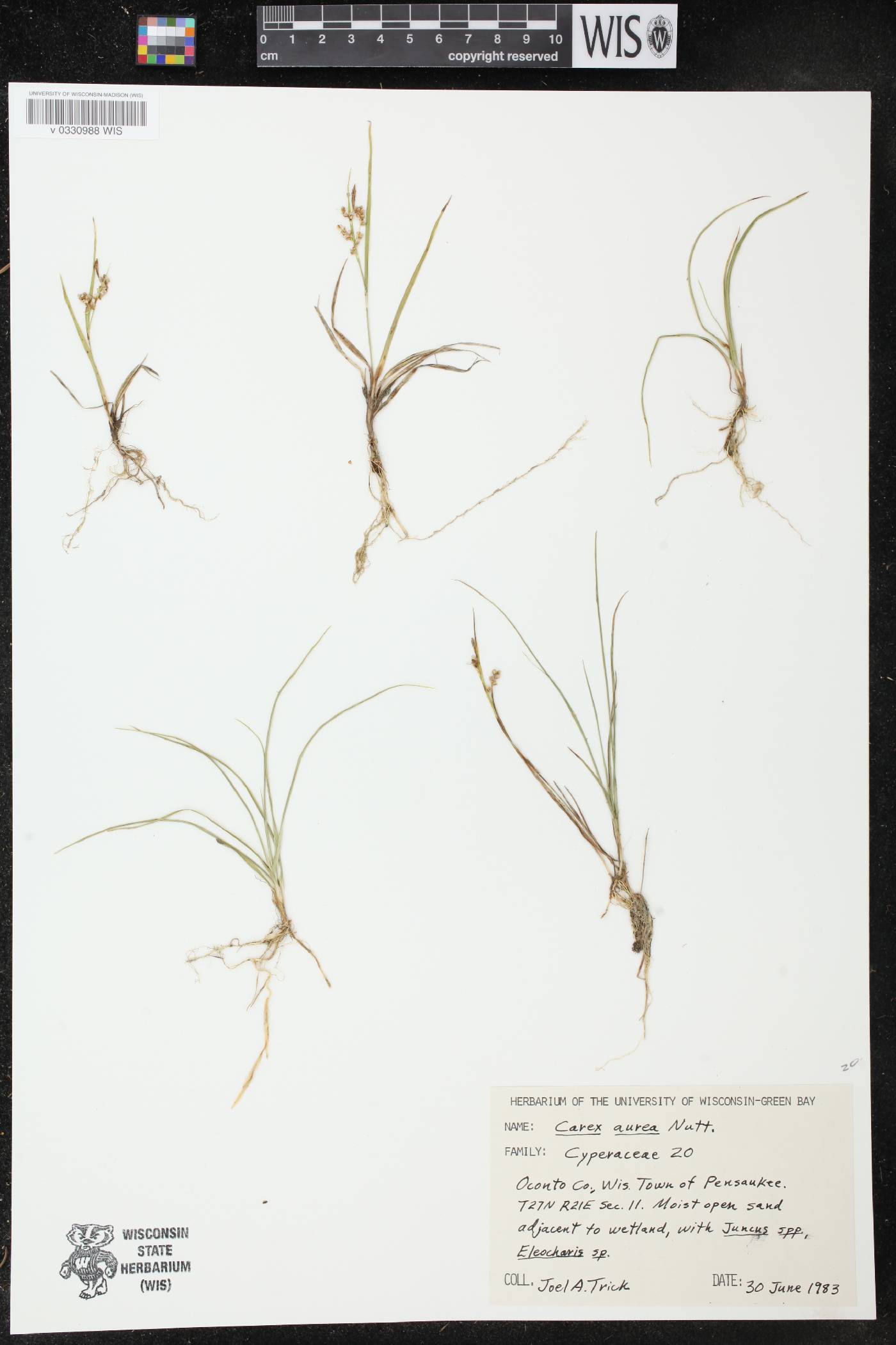 Carex aurea image