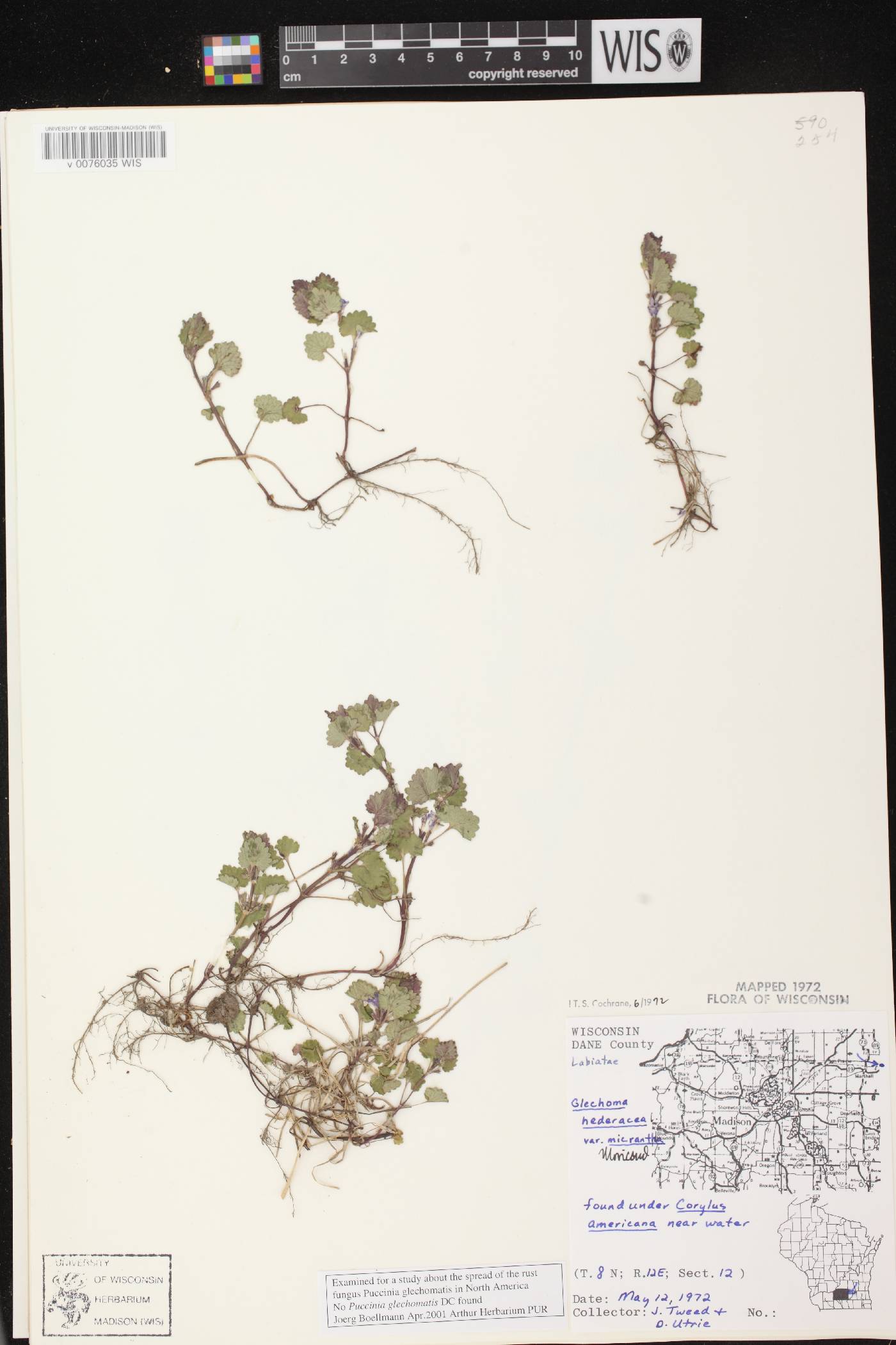 Glechoma hederacea image