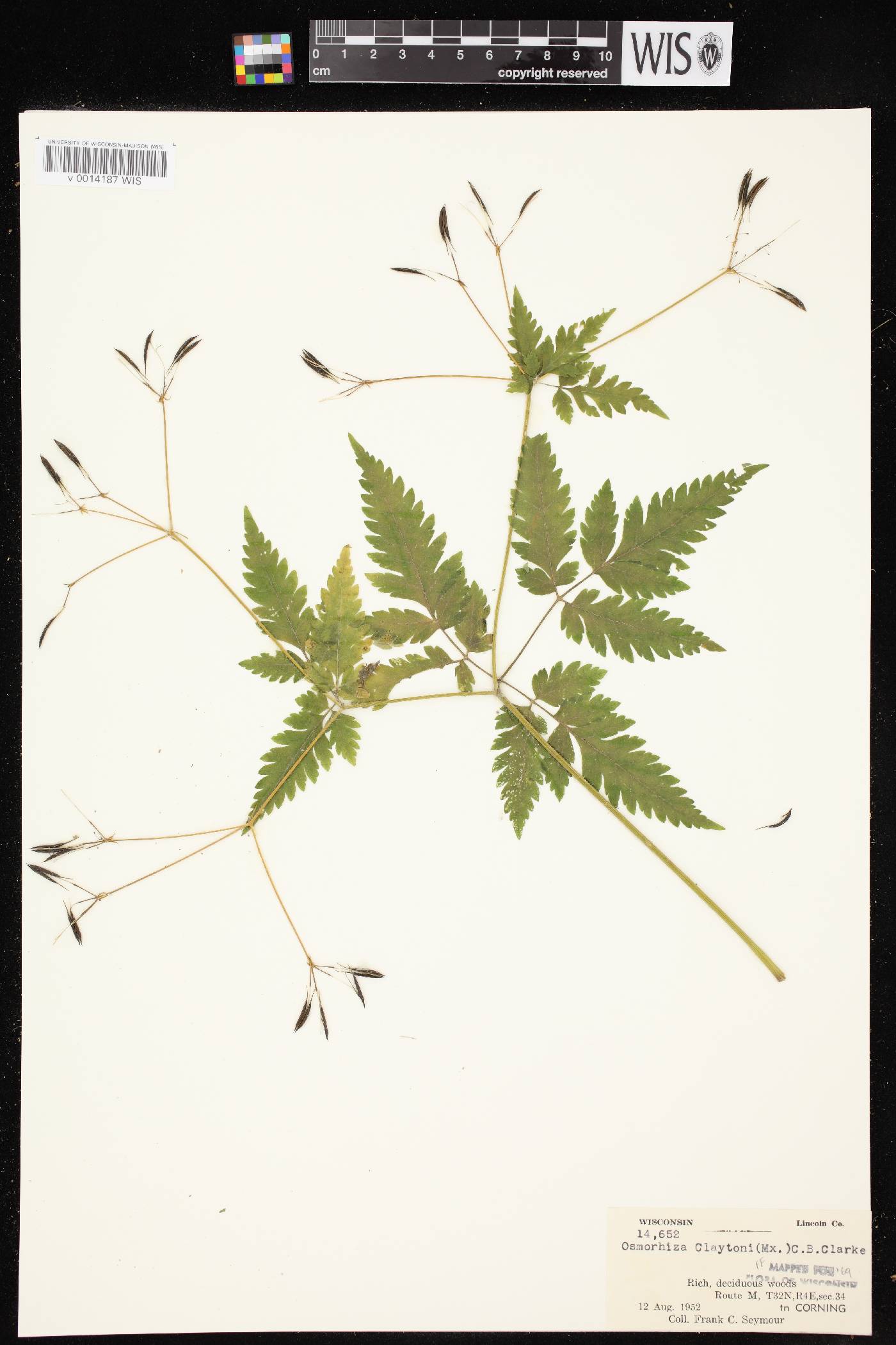 Osmorhiza claytonii image