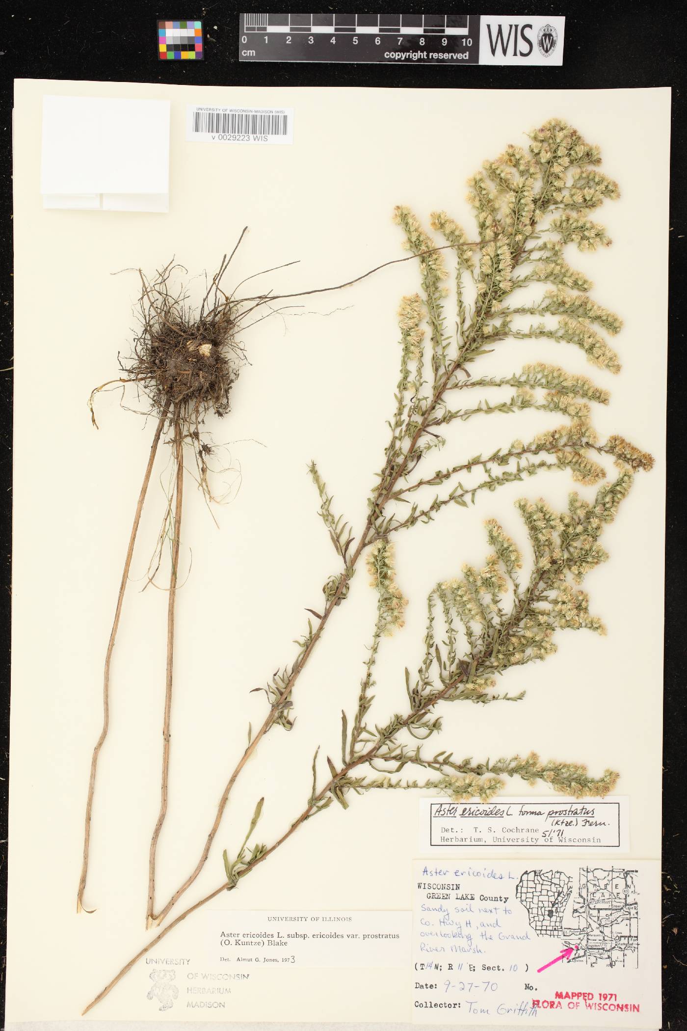 Symphyotrichum ericoides var. ericoides image