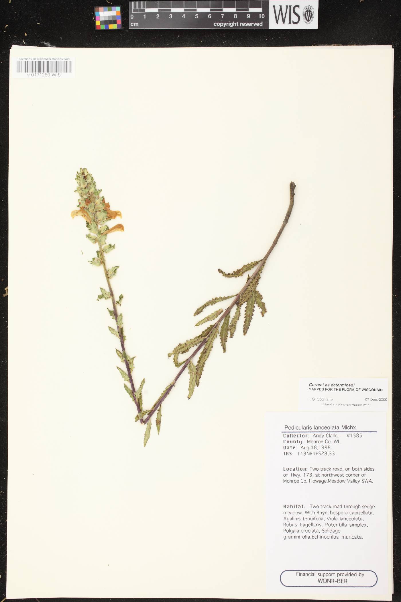 Pedicularis lanceolata image