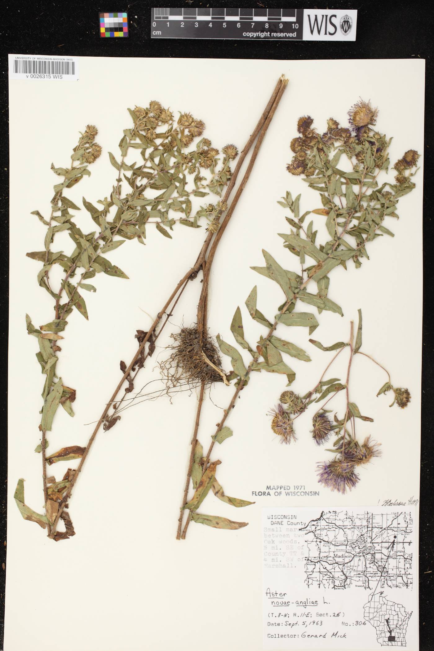 Symphyotrichum novae-angliae image