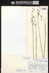 Image of Schoenoplectus x steinmetzii