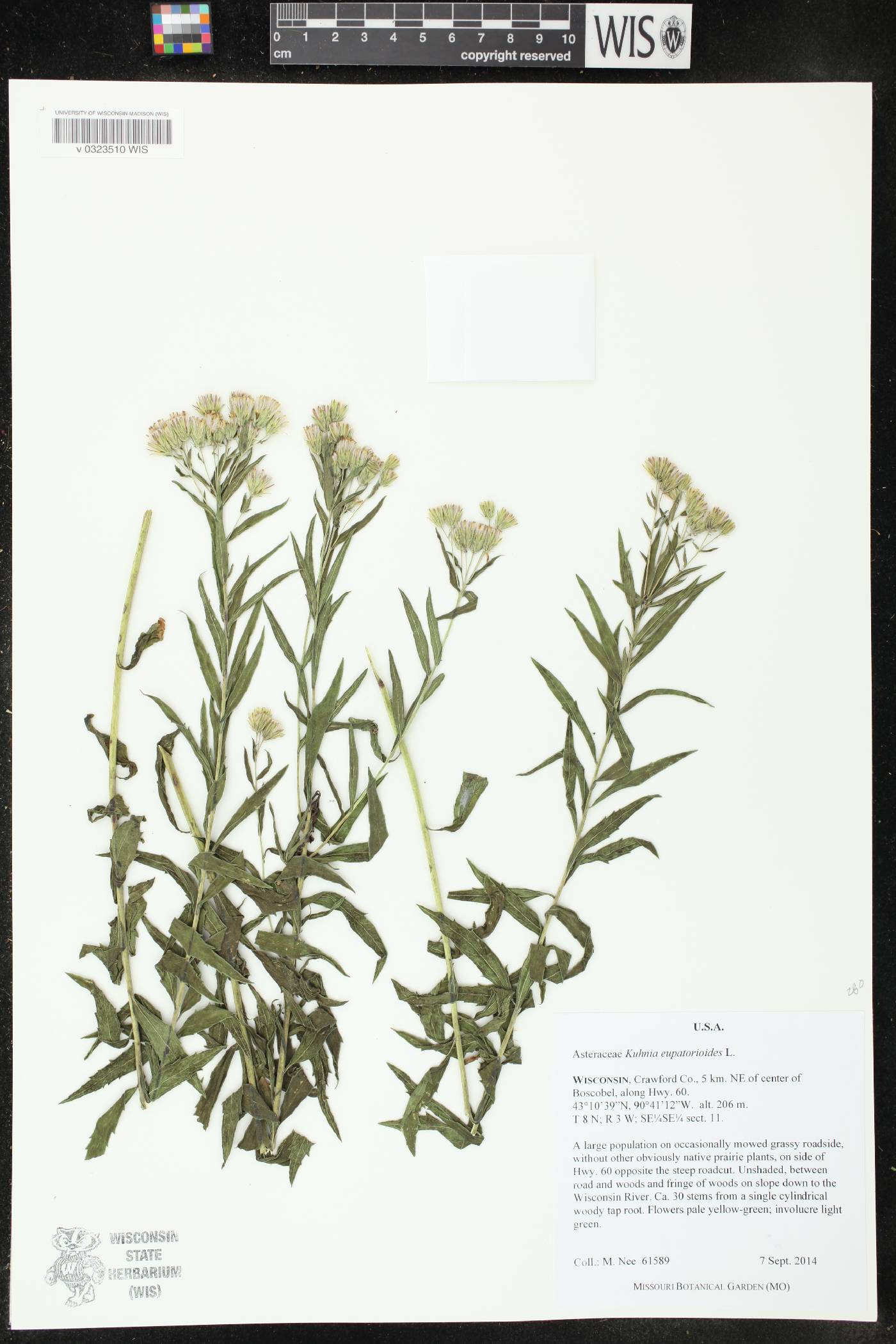 Brickellia eupatorioides image