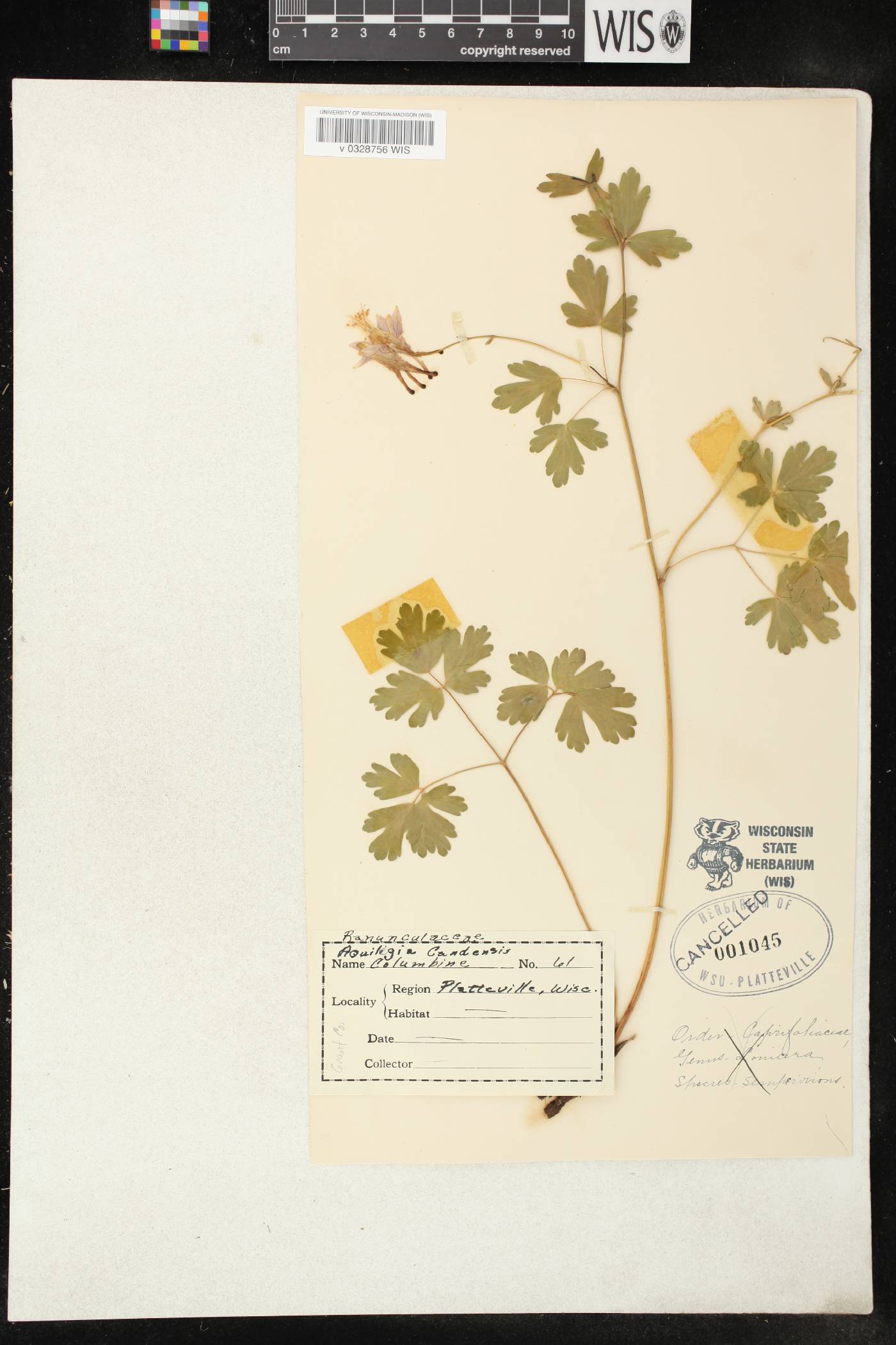 Aquilegia canadensis image